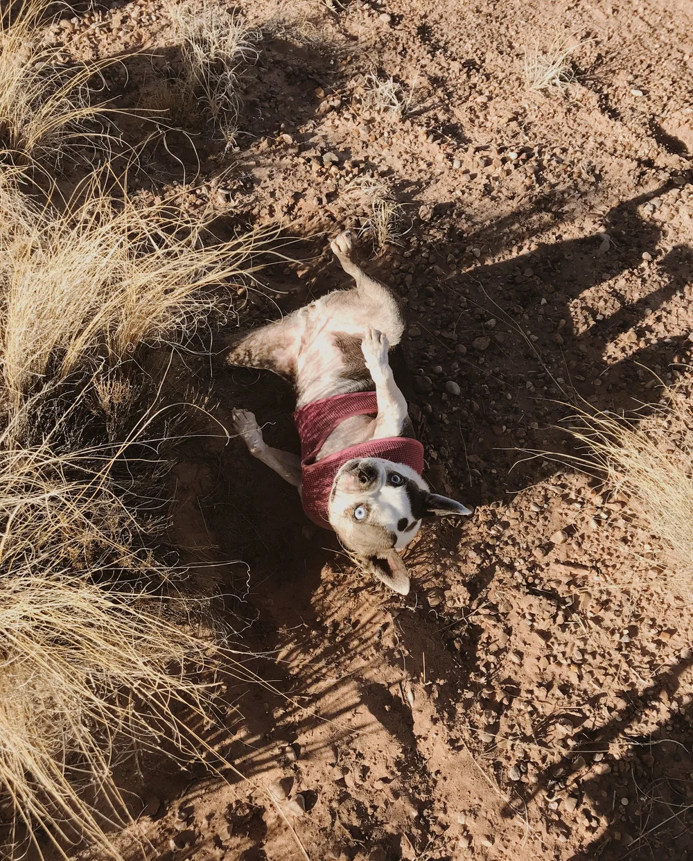 Road Trip Guide to Arizona and New Mexico // Laura Goldenberger