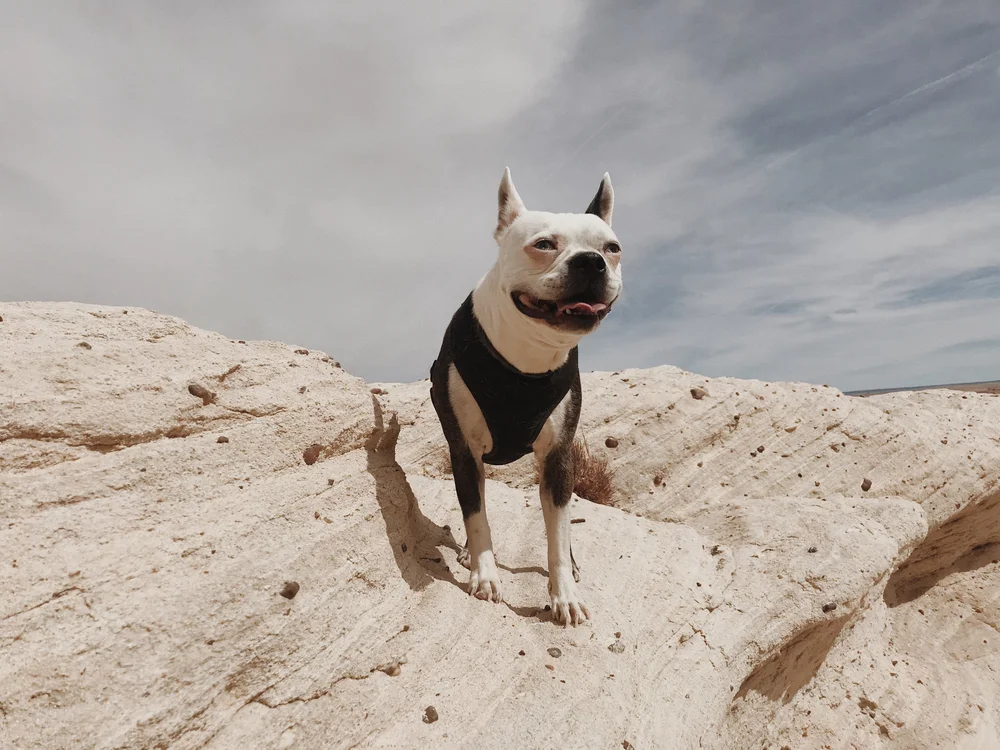 Road Trip Guide to Arizona and New Mexico // Laura Goldenberger