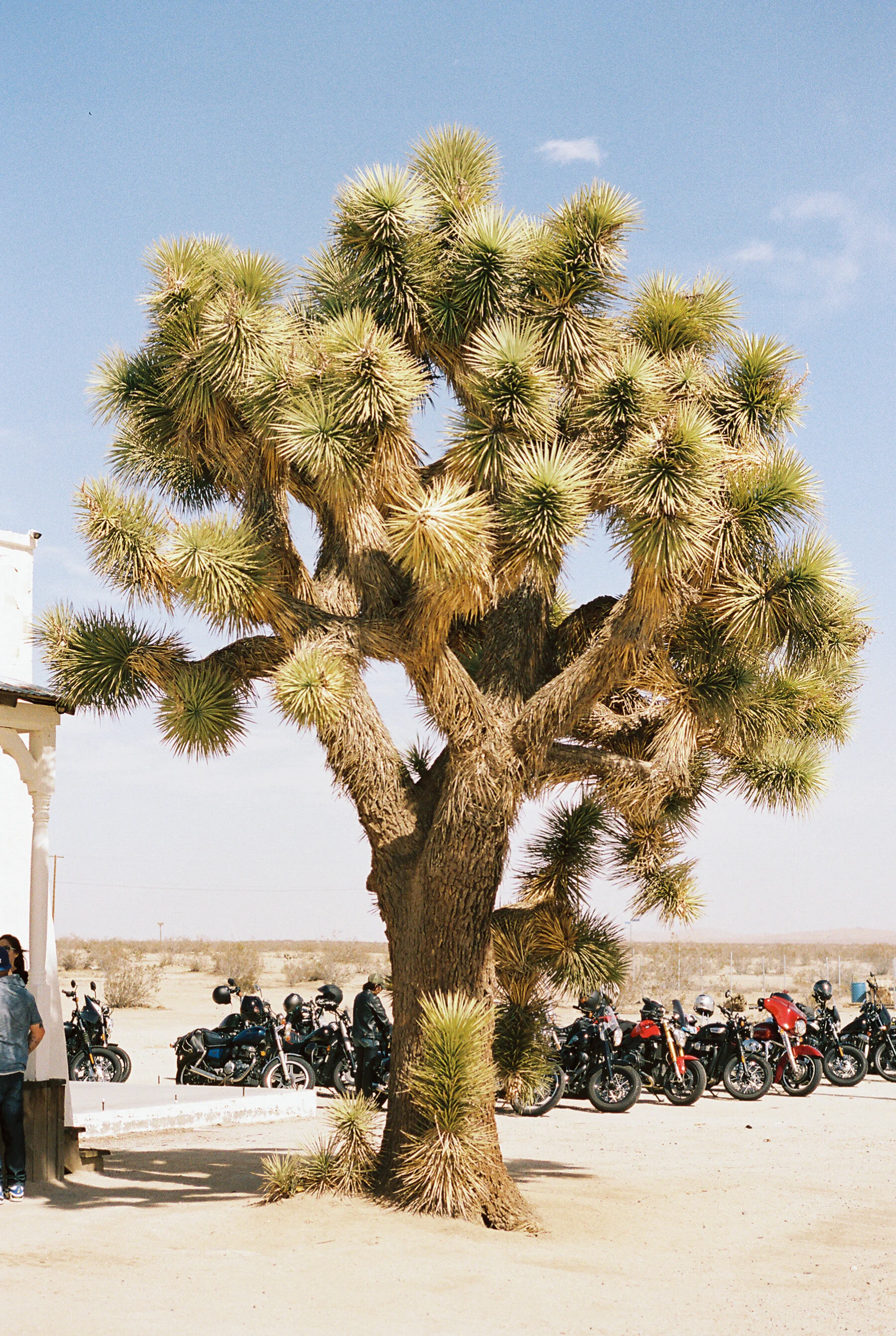 Laura Goldenberger Litas_-2.jpg