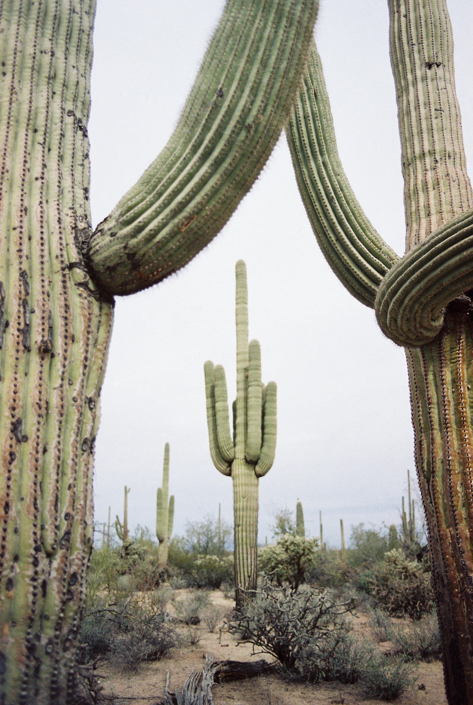 Saguaro National Park shot by Laura Halcón
