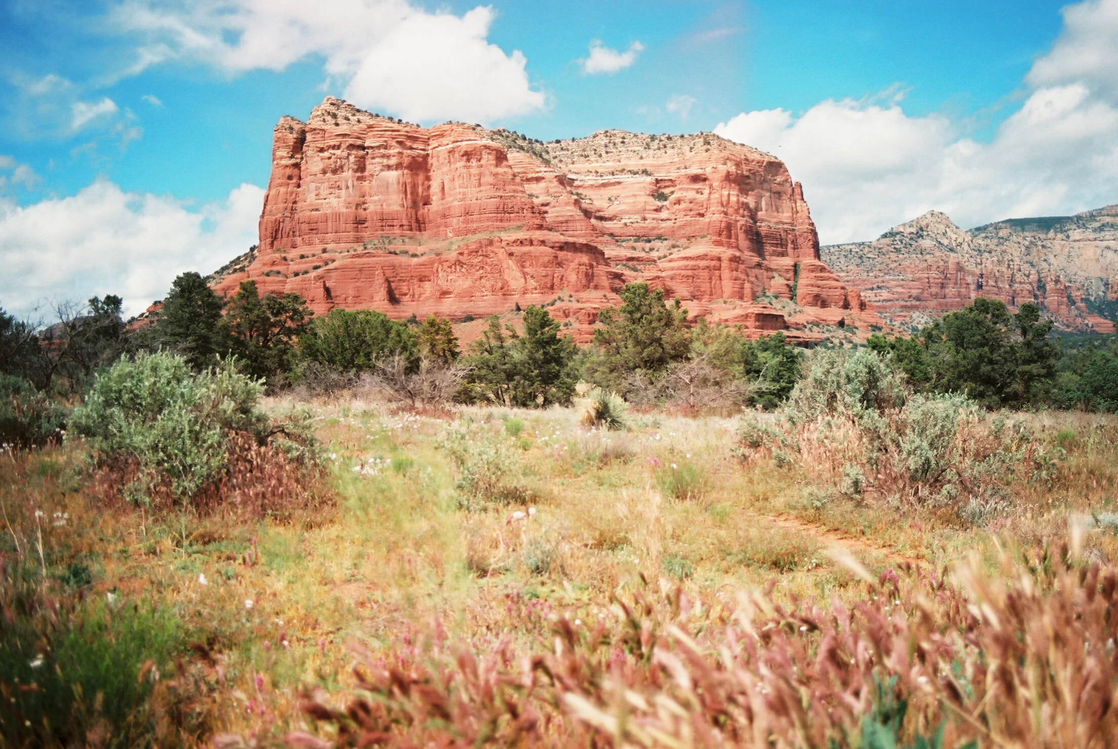 Laura Goldenberger Stay Wild_-11.jpg