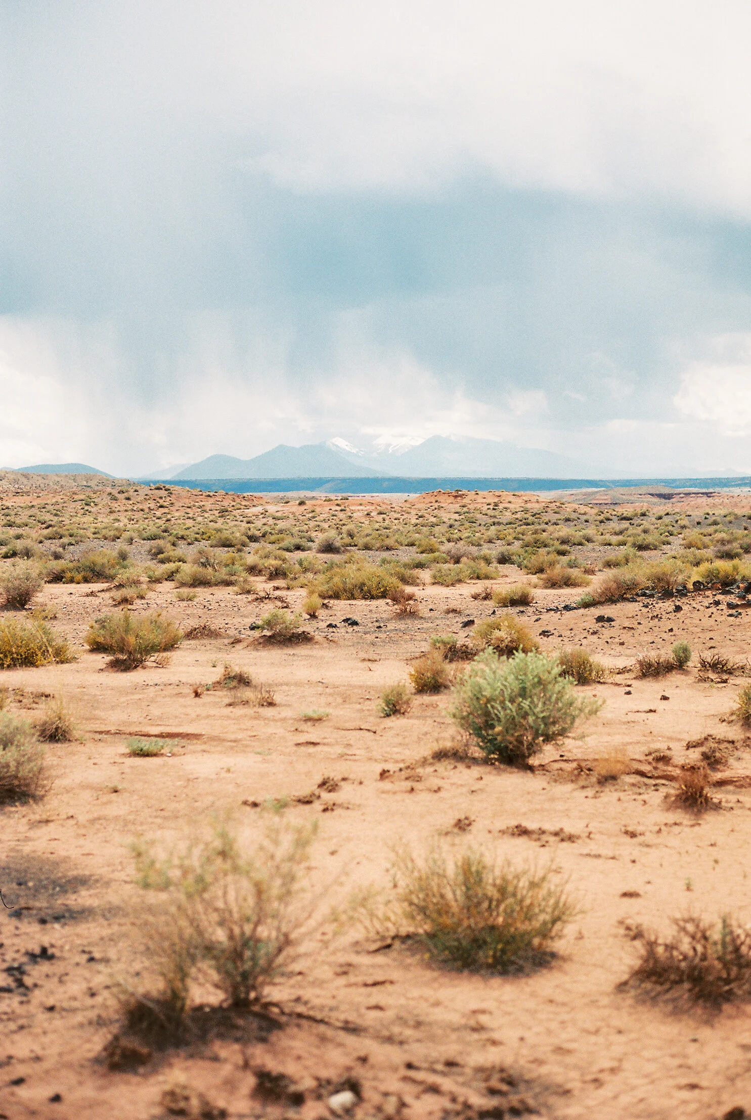 Laura Goldenberger Stay Wild_-102.jpg