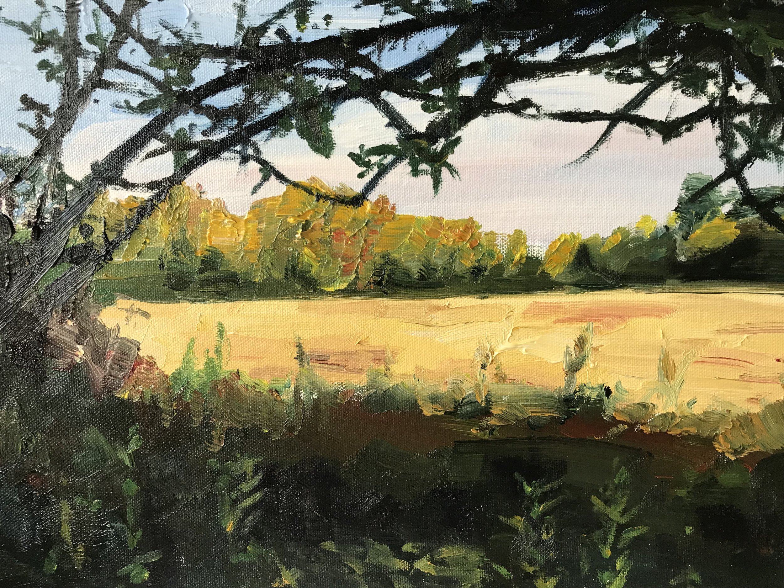 The Paddock from the Garden