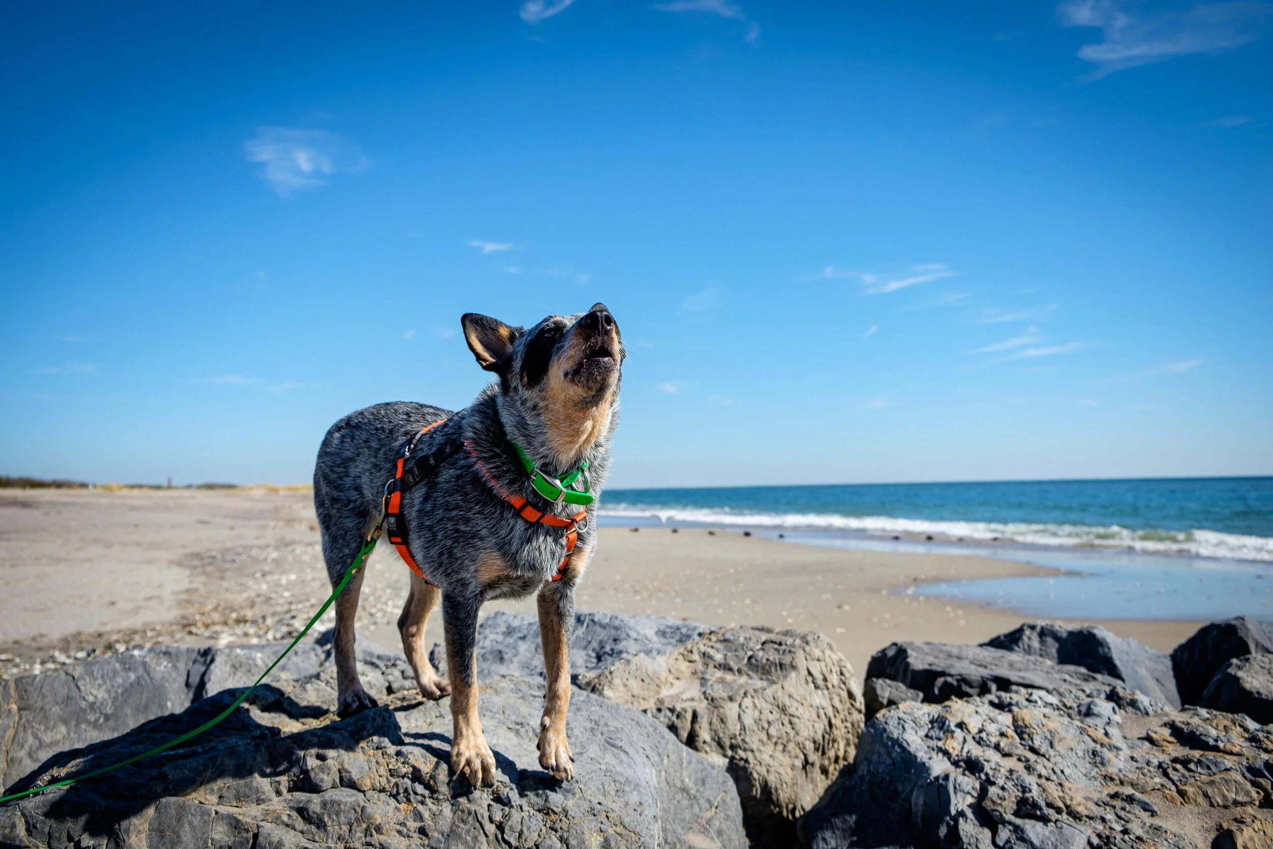 beachdog.JPG