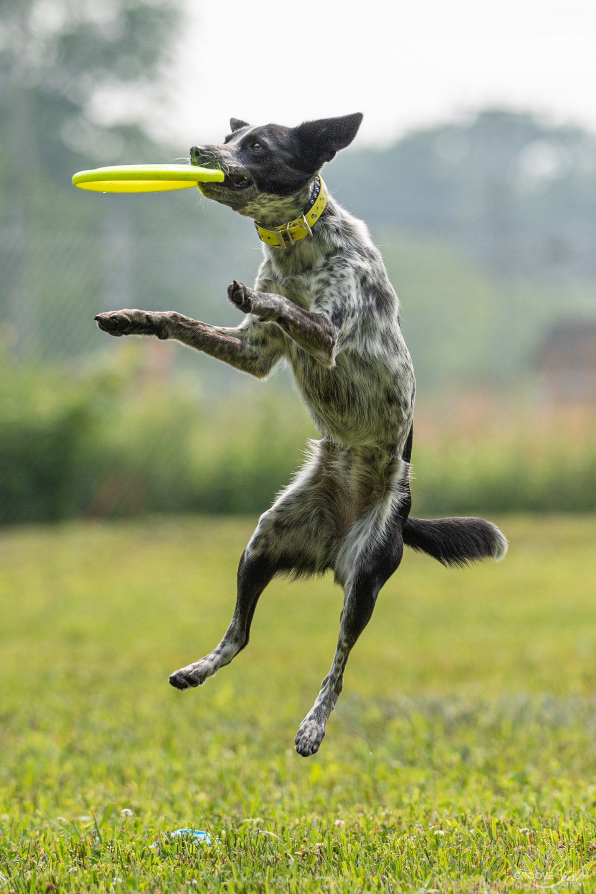 Speck- Friday- Card 3B- DSC_0333.JPG