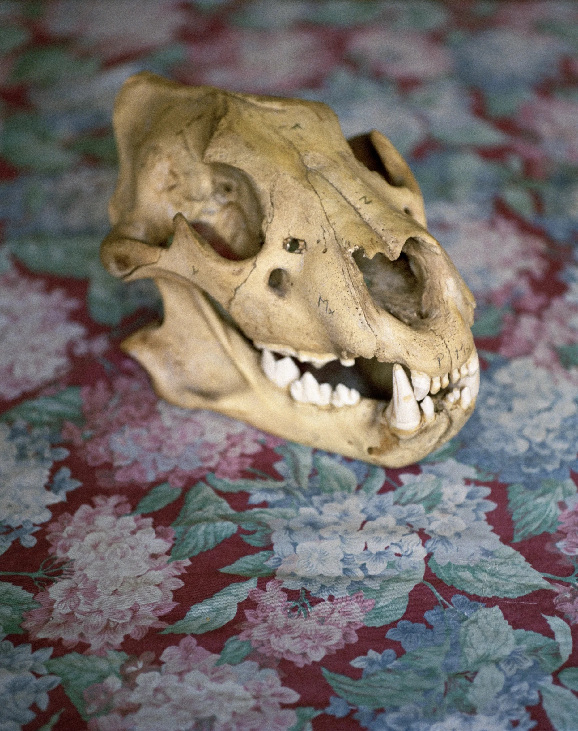 Pantera leo , Estancia Montelen, Bragado, 2014 | Nicolas Savary