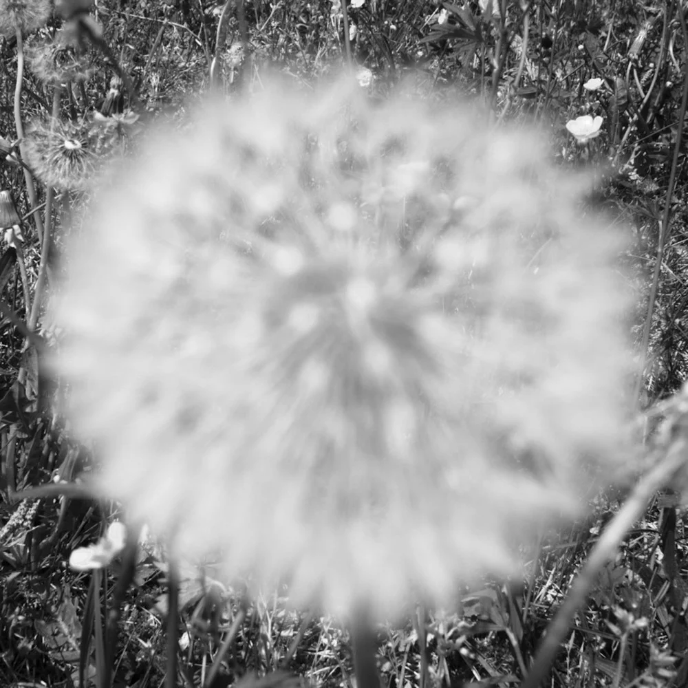 Dandelion | Corina Flühmann