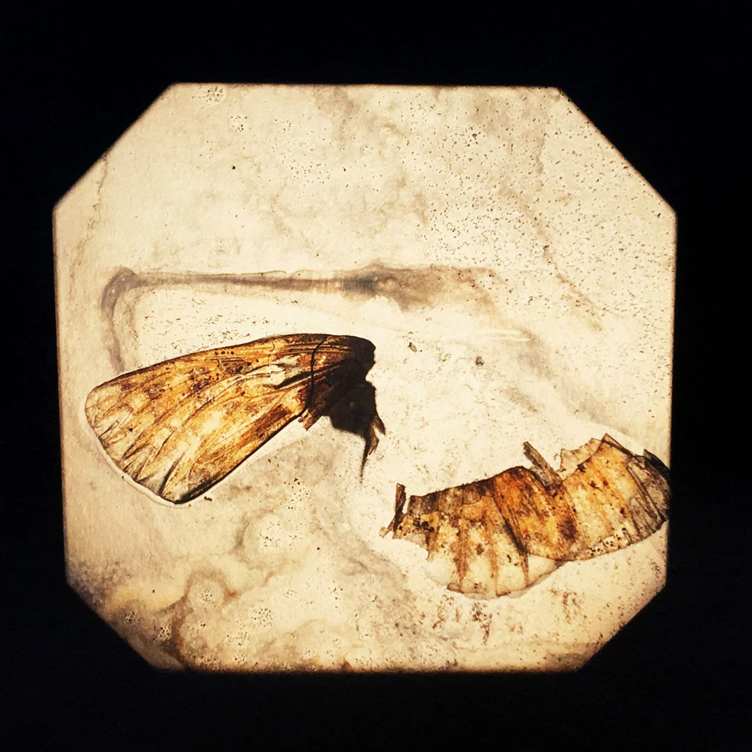 Christophe-Guye-Galerie-Brigitte-Lustenberger-BUGS UNKNOWN XXI.jpg