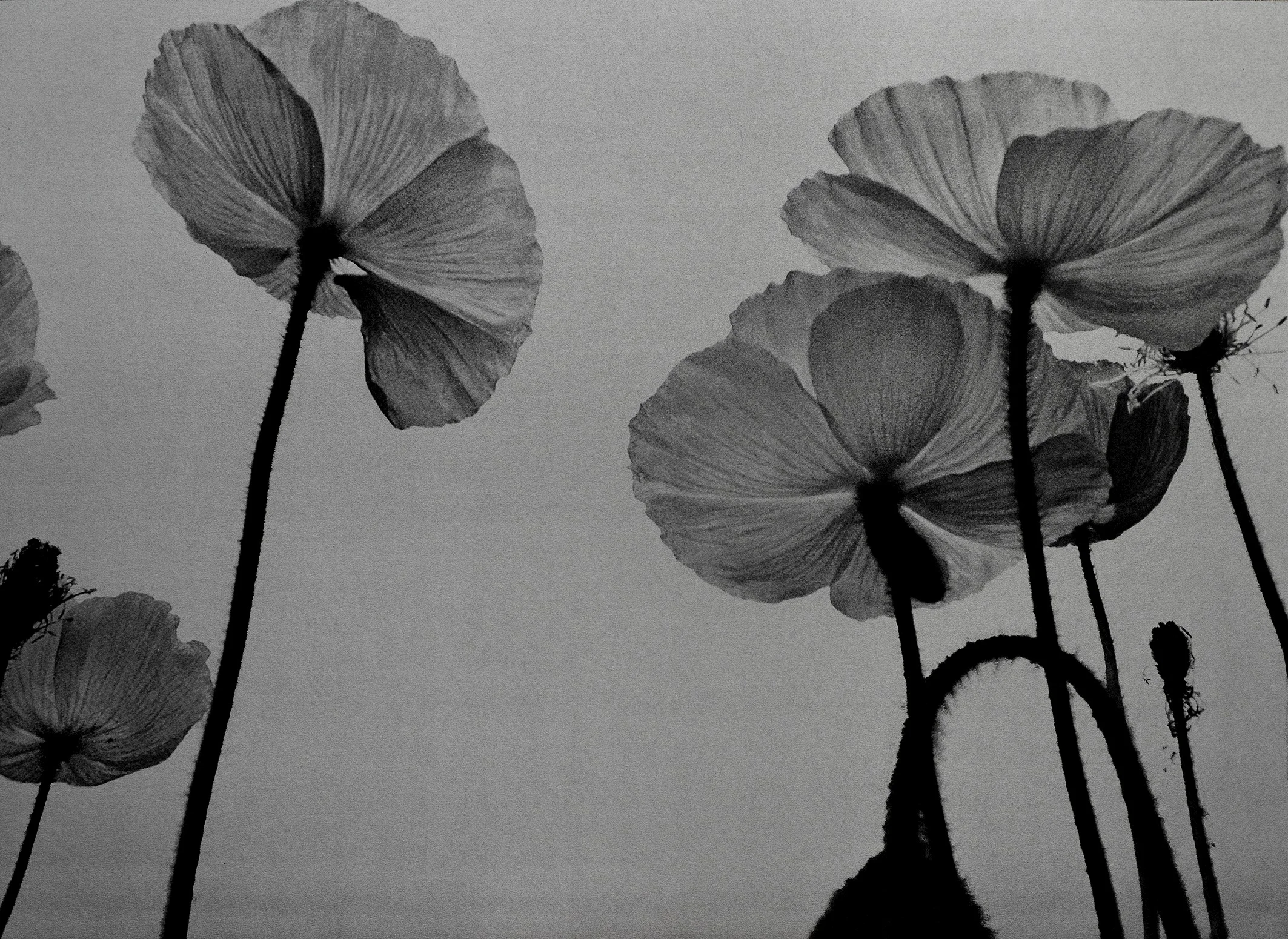Cécile Wick, Mohn 2, 2017, Offsetlithographie, 69 x 93 cm. © Cécile Wick