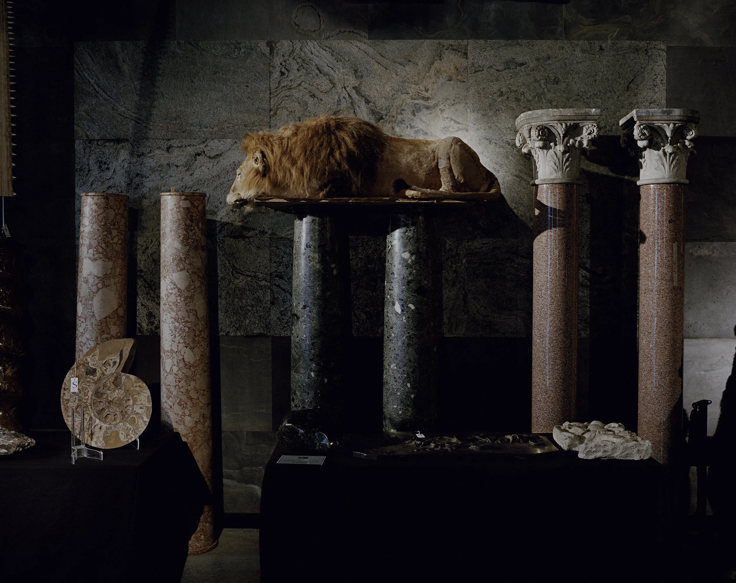 Yann Mingard_Chapitre Evolution, un lion a la criniere empaille 2015 © Yann Mingard_Courtesy Parotta Contemporary Art.jpg