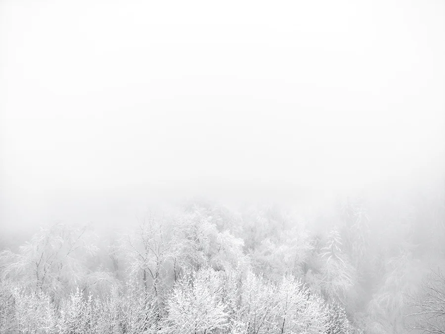 Sandro Diener, Winterwald, Schweiz, 2010, Archival Pigment Print, 90 x 100 cm, Edition 3 & 1 AP