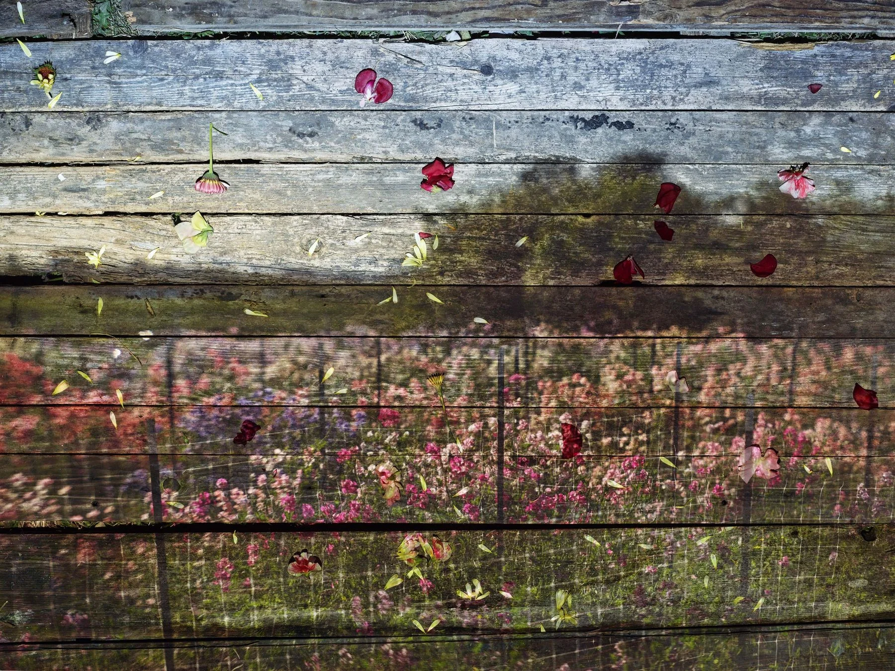 Ausstellung | Flowers for Lisa II - Abelardo Morell Edwynn Houk Gallery | Nes York