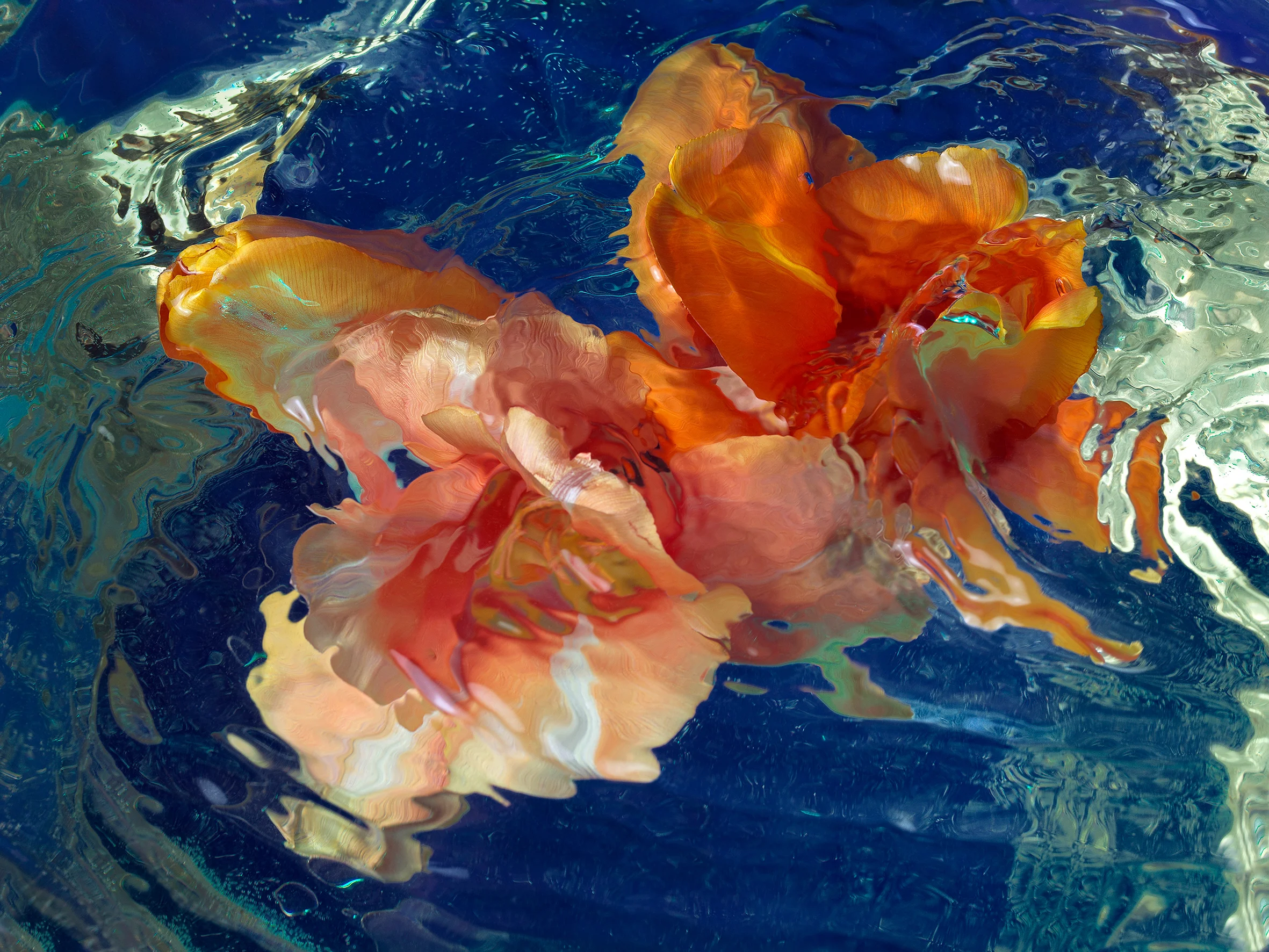 Blossom | Tulpen Blumenmeer | Anna Halm Schudel