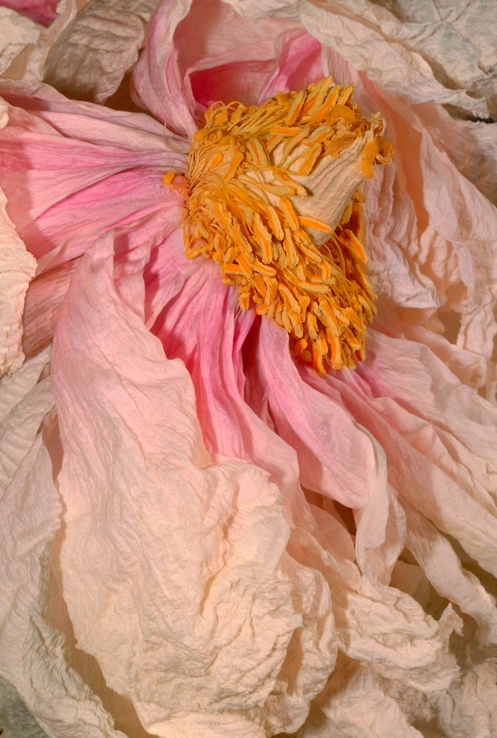 Blossom_Anna-Halm-Schudel_Cover_Pfingstrose-Blumenmeer.jpg