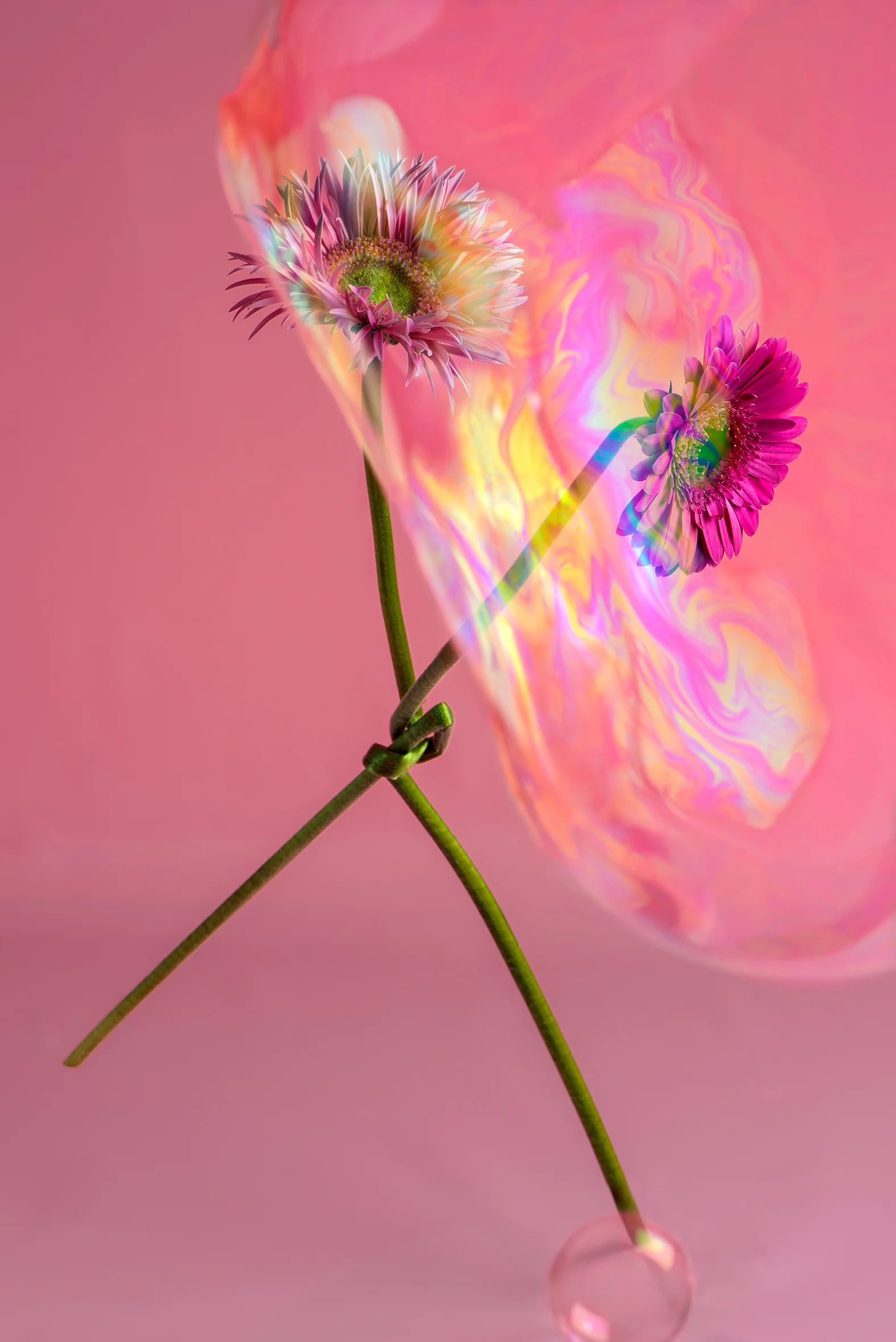 Blossom_Anna-Halm-Schudel_08_Gerberas-Schoener-Schein.jpg