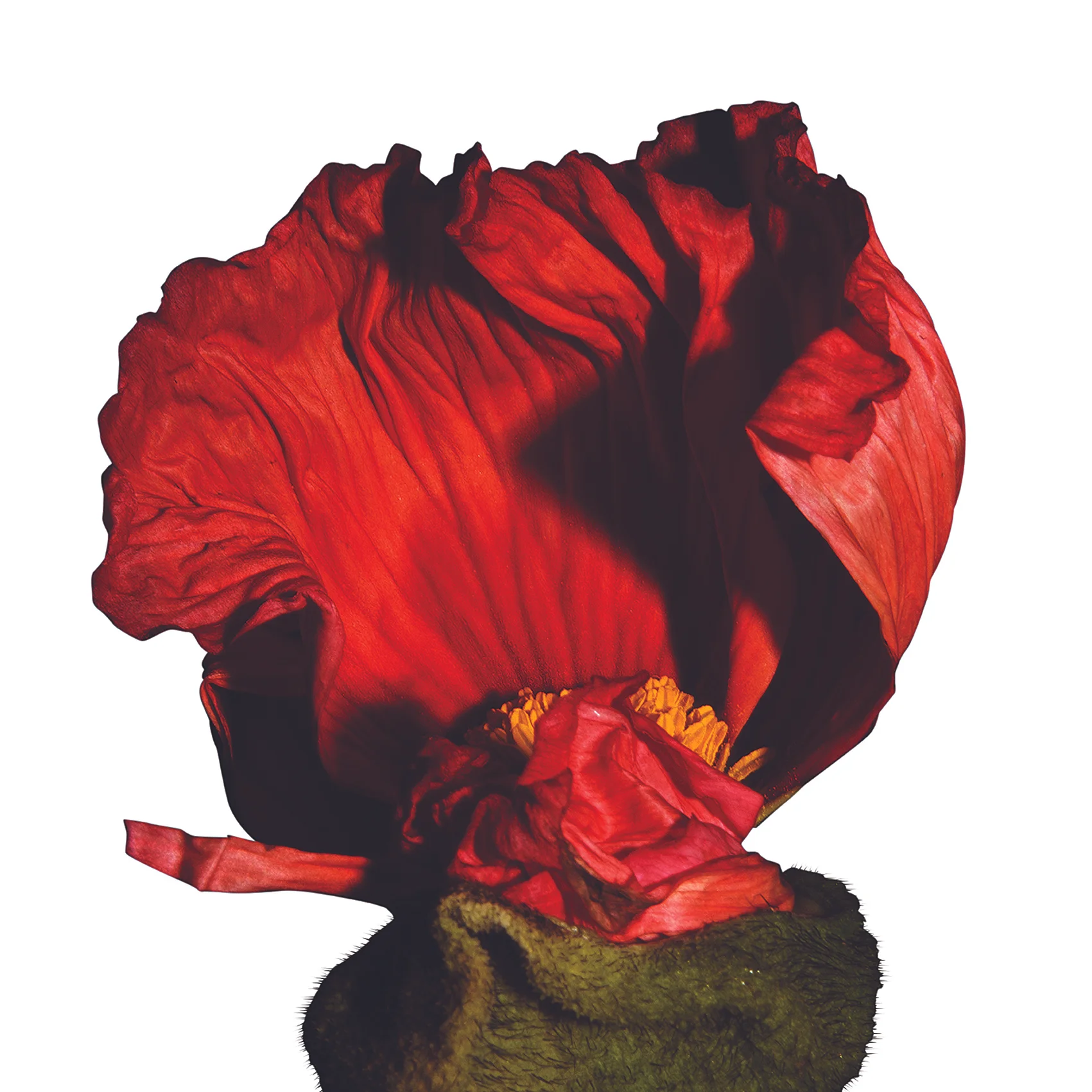 Flowers - Elena Parris