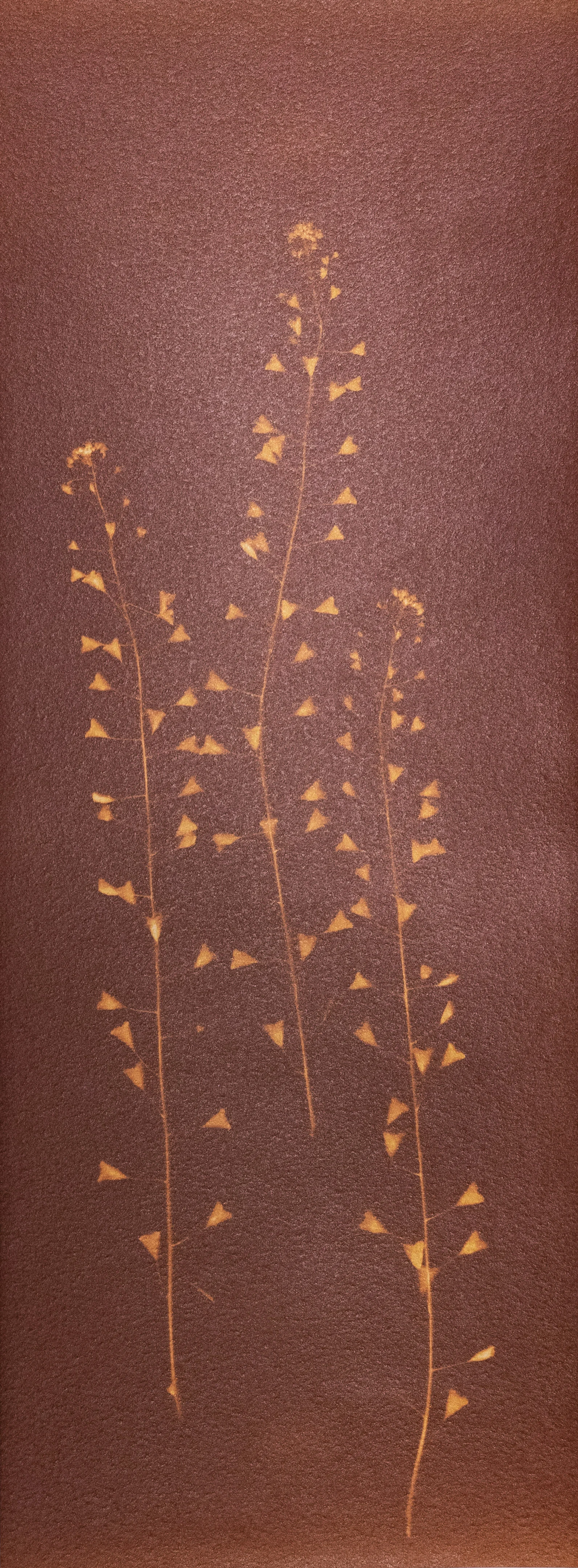 Capsella bursa pastoris (Hirtentäschelkraut)