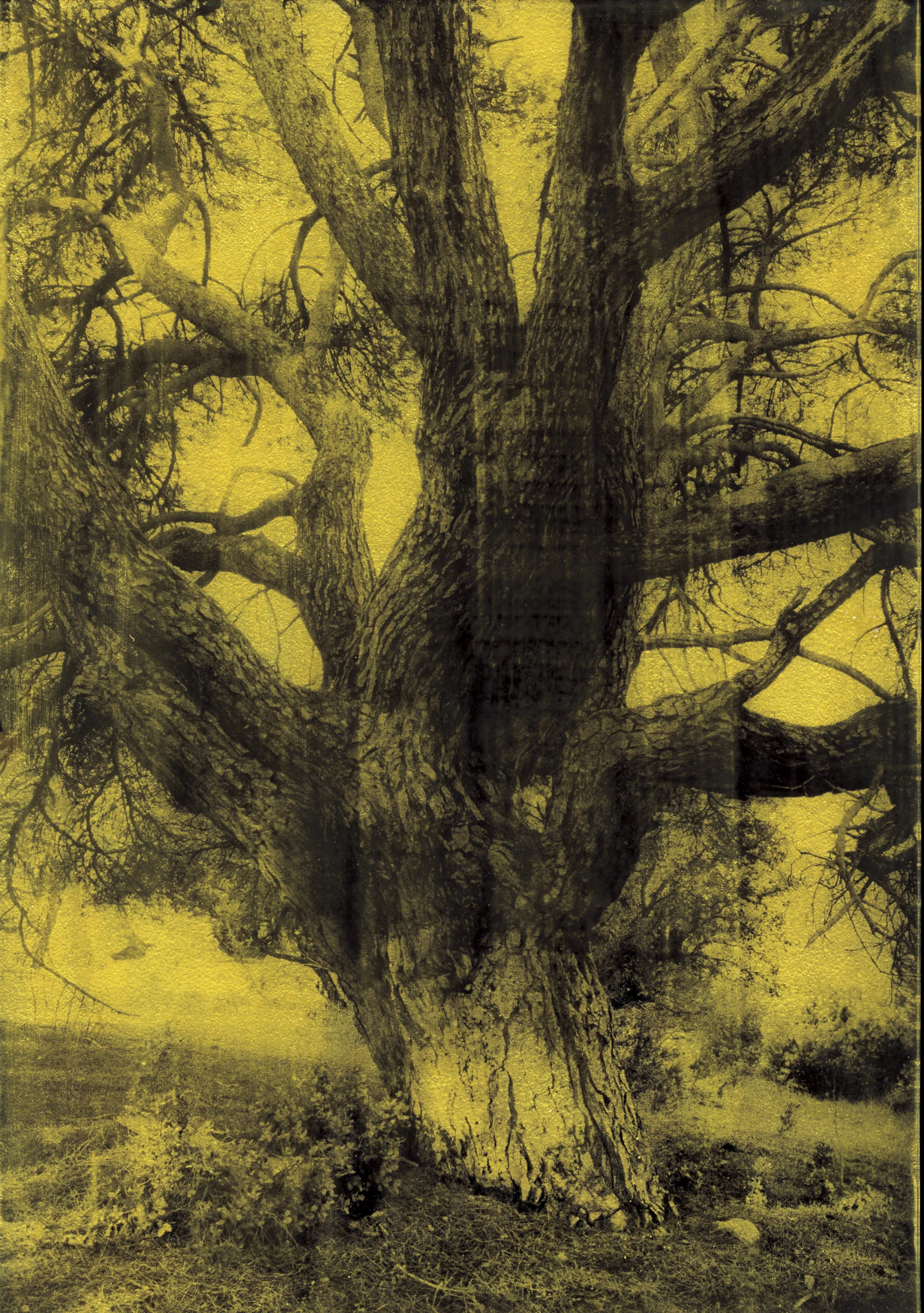 Sans titre (arbre 1), série La noche oscura 2017 – 18, tirage gelatino-argentique sur verre, peinture dorée châssis bois noir, 30 × 21 cm, pièce unique dans une édition de 3 | © Anaïs Boudot / Courtesy Galerie Binome