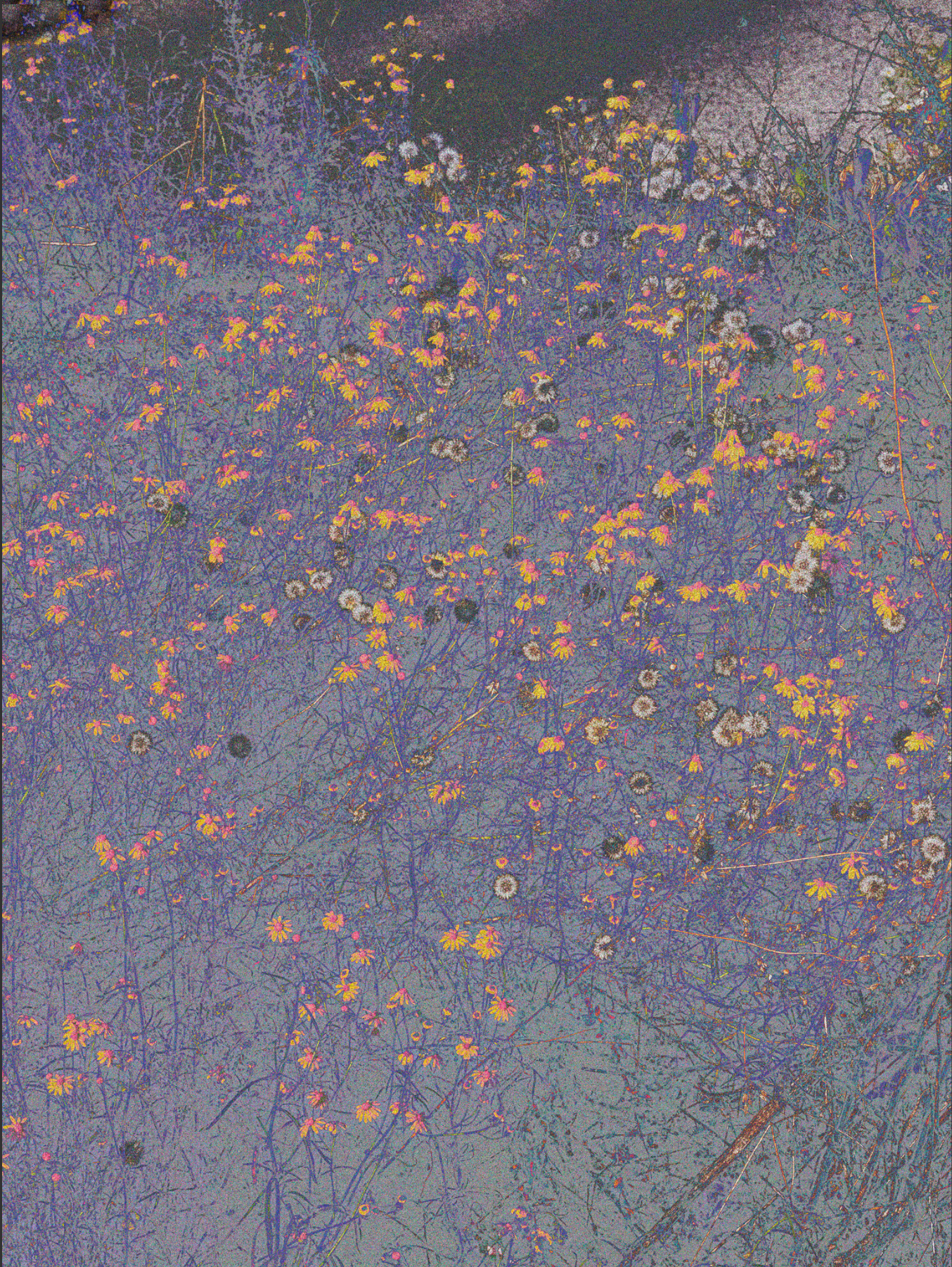 Flora Neocomensis…