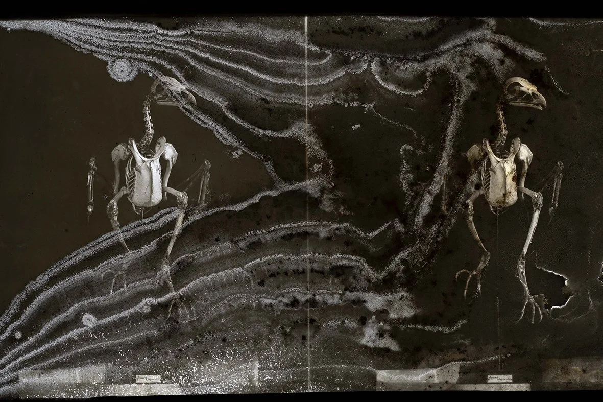 Joan Fontcuberta. Cultura di polvere | Museo Fortuny | Venezia