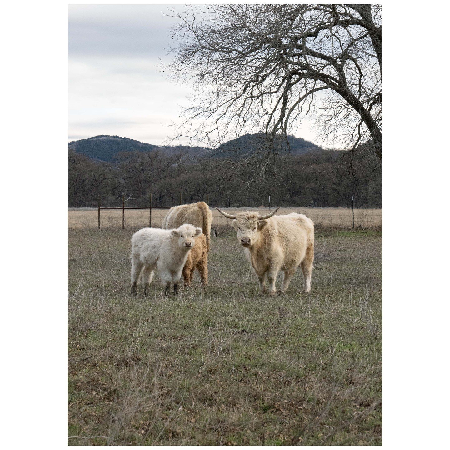 Scottish Highland cattle &copy; Ute Behrend

Cars and Cows &ndash; oder was haben Autos und Rinder f&uuml;r Gemeinsamkeiten? Die aufgenommenen Cars sind Oldtimer und die dokumentierten Rinder sind spezielle Rassen, die nicht geeignet sind f&uuml;r ei