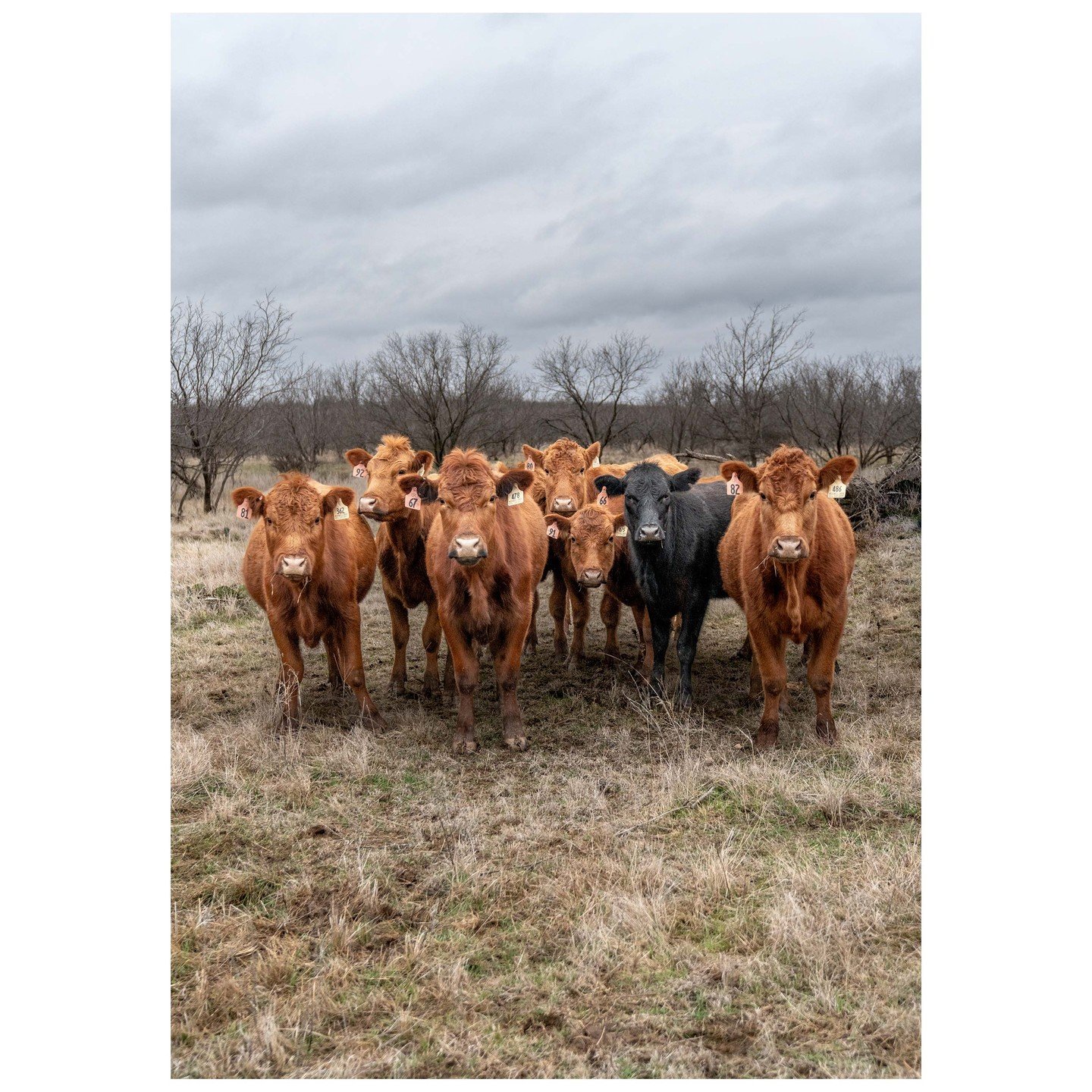 Six Hereford calves and a Black Angus calf &copy; Ute Behrend

Cars and Cows &ndash; oder was haben Autos und Rinder f&uuml;r Gemeinsamkeiten? Die aufgenommenen Cars sind Oldtimer und die dokumentierten Rinder sind spezielle Rassen, die nicht geeigne