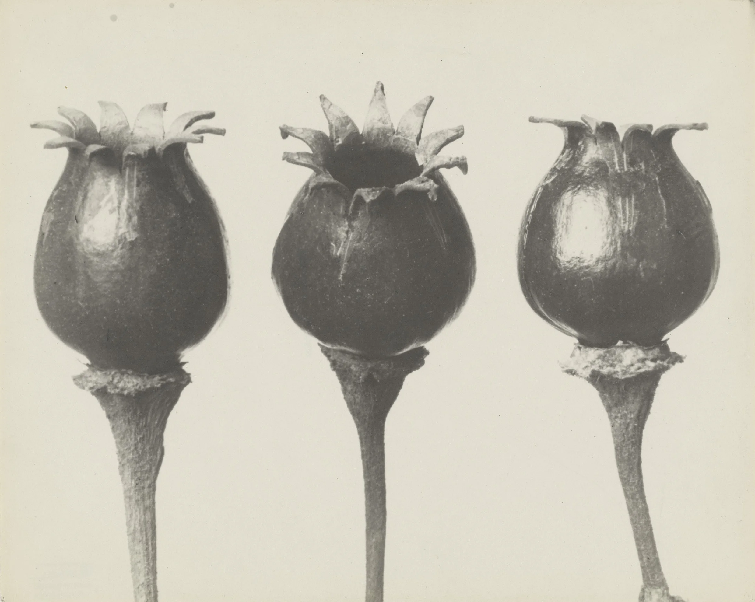 Karl Blossfeldt – Photographie im Licht der Kunst | Photographischen Sammlung/SK Stiftung Kultur | Köln