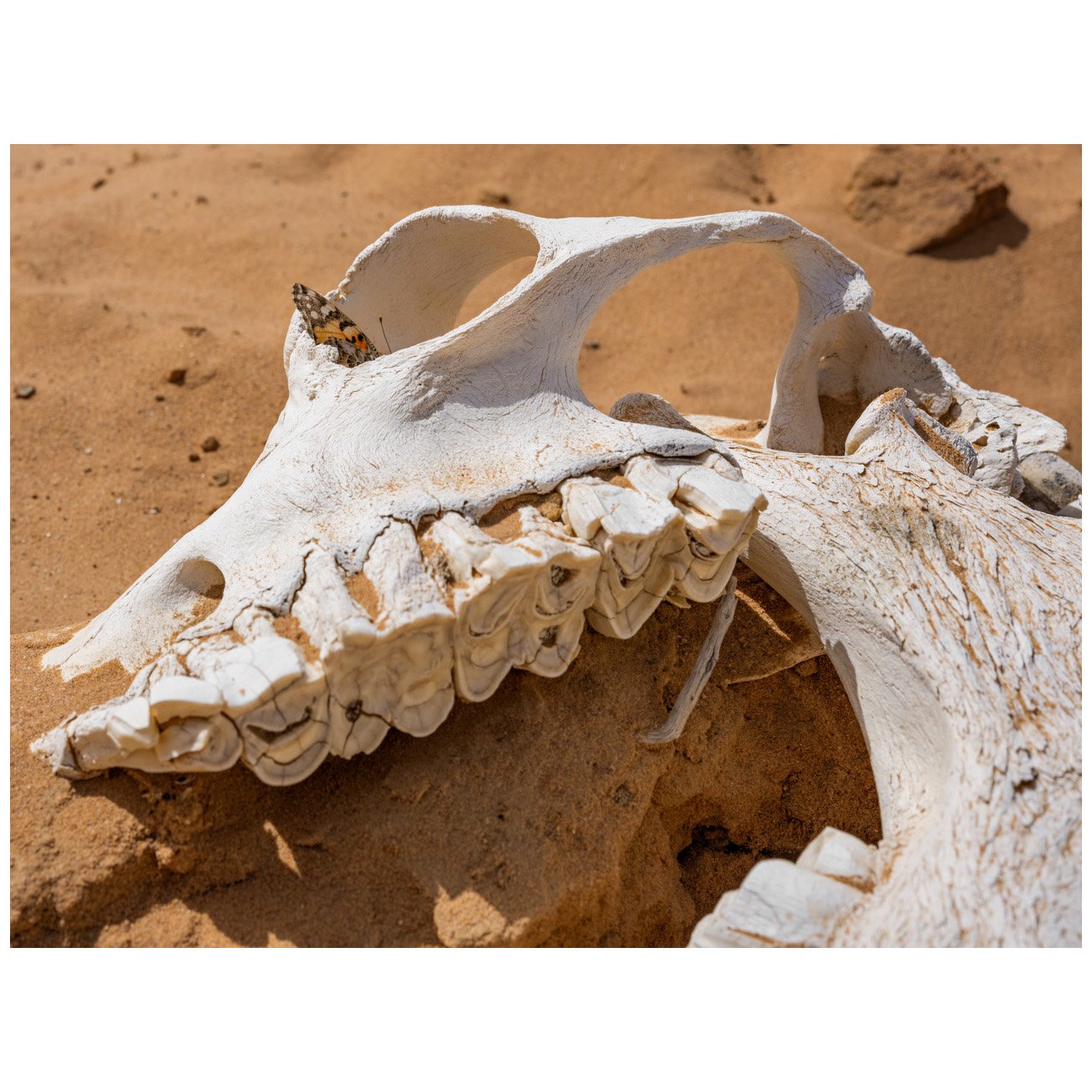 Painted Lady Butterfly in a Camel Skull, Jordan, 2022. Archival pigment print, 59.5 x 76 cm, mounted, framed, edition of 8 + 2 AP &copy; Lucas Foglia

Seit Millionen von Jahren migrieren Distelfalter (engl. Painted Lady Butterflies) zwischen Afrika, 