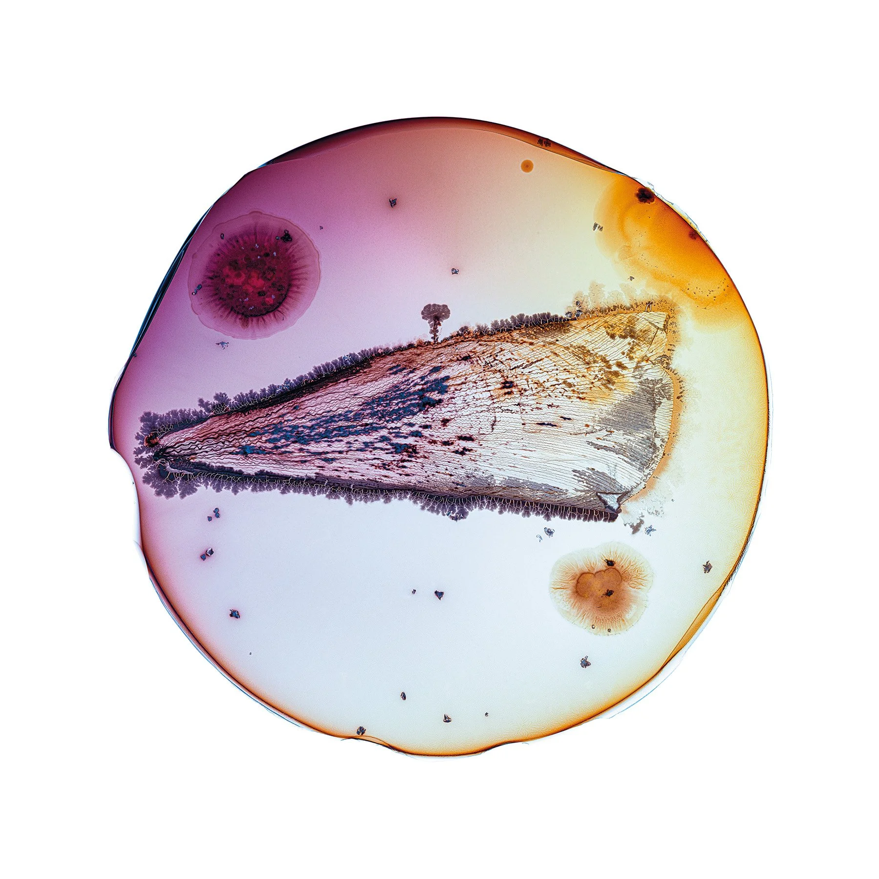 Kathrin Linkersdorff. Microverse | Stadthaus Ulm