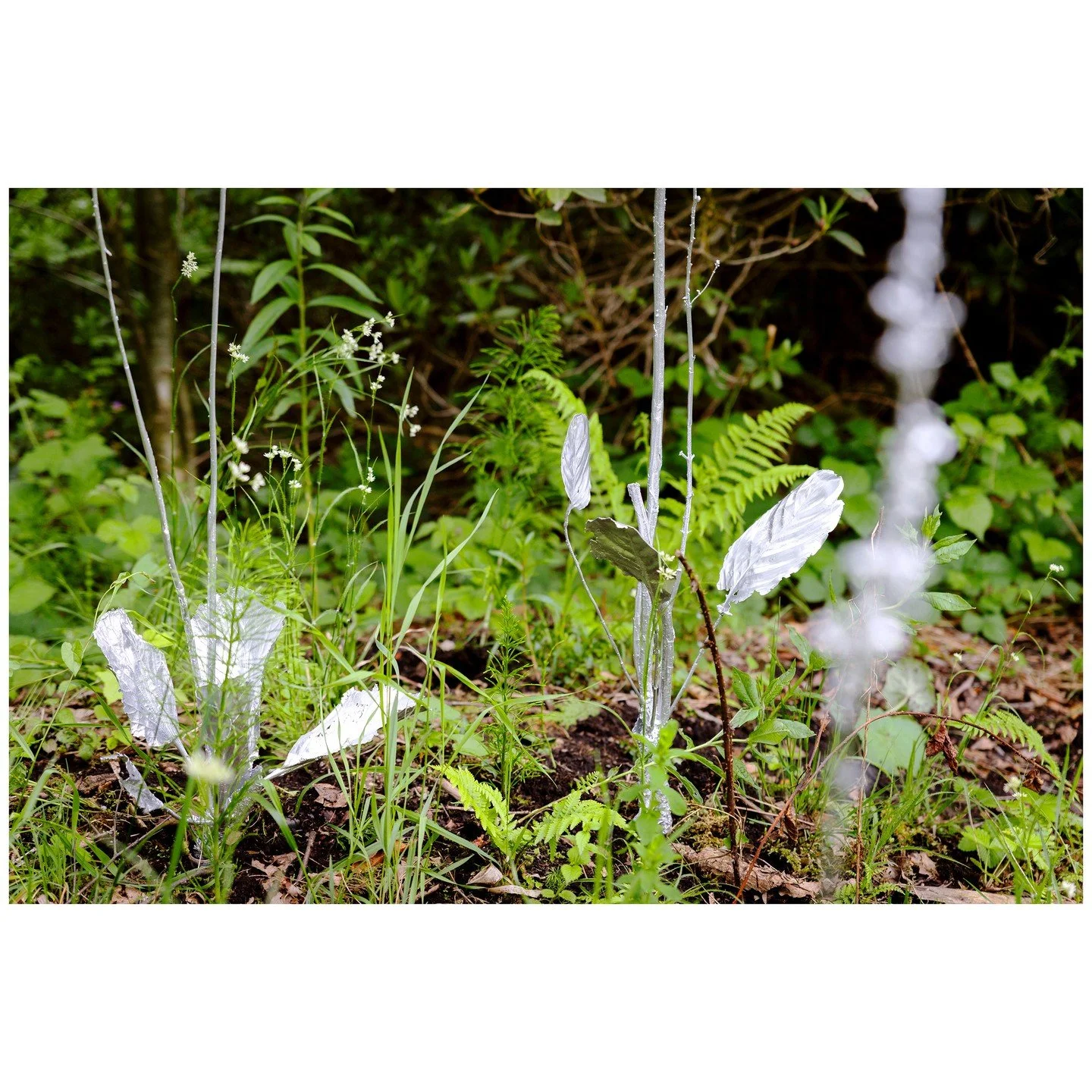 Brave Flowers 3 &copy; Ursula Palla

Hammarbya paludosa.&ndash;.Die f&uuml;nf Skulpturen sind Nachbildungen der Sumpf-Weichwurz. Die Pflanze kommt in Hoch- und Zwischenmooren auf feuchten, m&auml;ssig sauren Torfb&ouml;den bis in H&ouml;henlagen von 