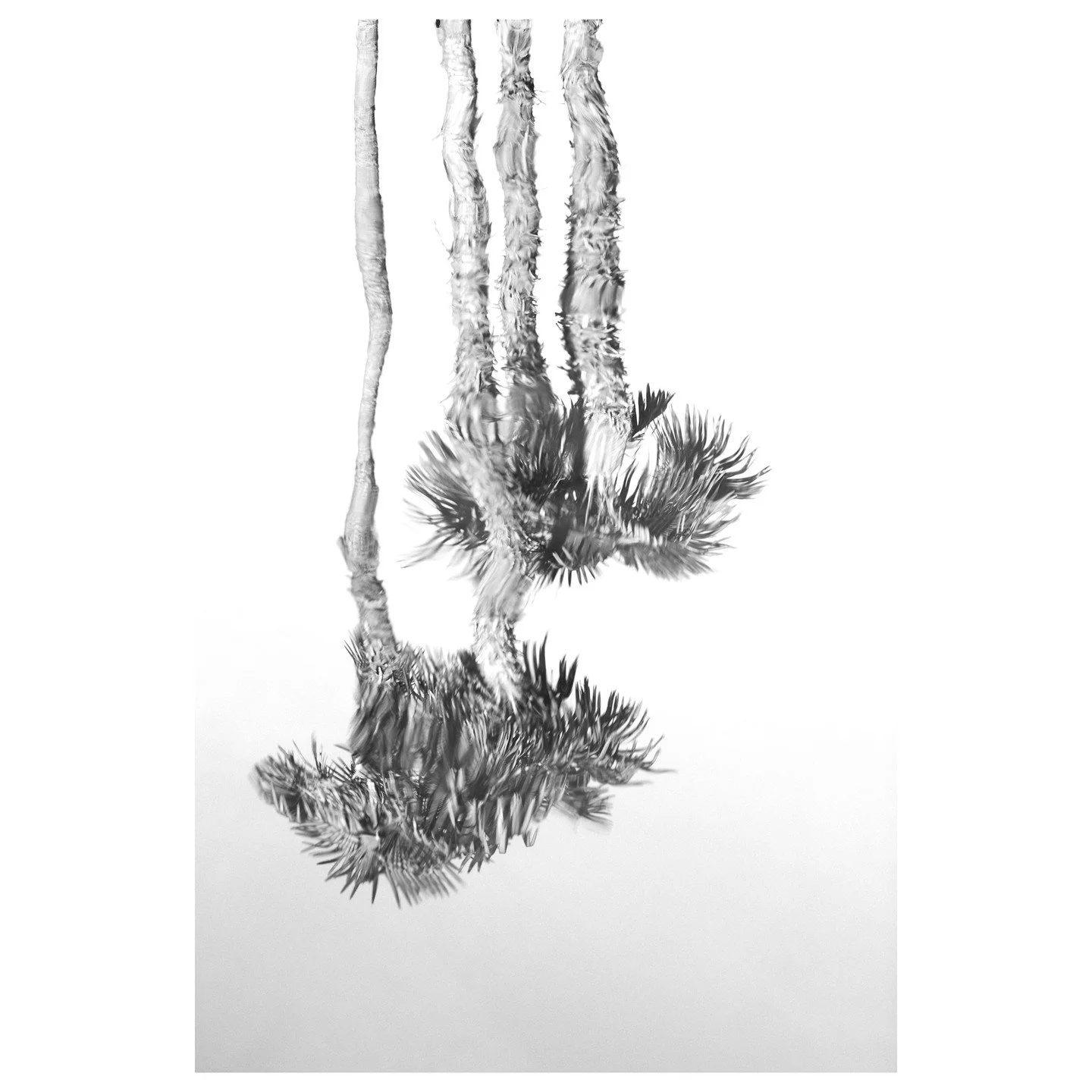 Palmen, Lago Maggiore, Schweiz &copy; Robert B&ouml;sch

Das Meer ist schief&hellip;

&hellip;oder Bilder, die ich gesehen habe &ndash; der neue Bildband von Robert B&ouml;sch. Ein Werk, das sich der klassischen Dokumentation entzieht.

Die Kunst des