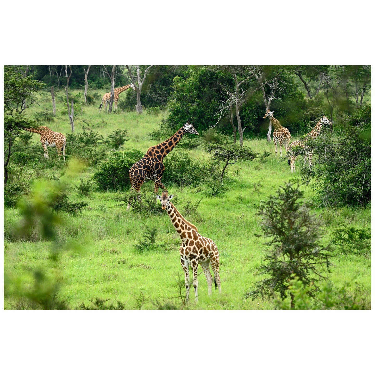 Giraffen, Lake Mburo National Park, Uganda &copy; Robert B&ouml;sch

Das Meer ist schief&hellip;

&hellip;oder Bilder, die ich gesehen habe &ndash; der neue Bildband von Robert B&ouml;sch. Ein Werk, das sich der klassischen Dokumentation entzieht.

D