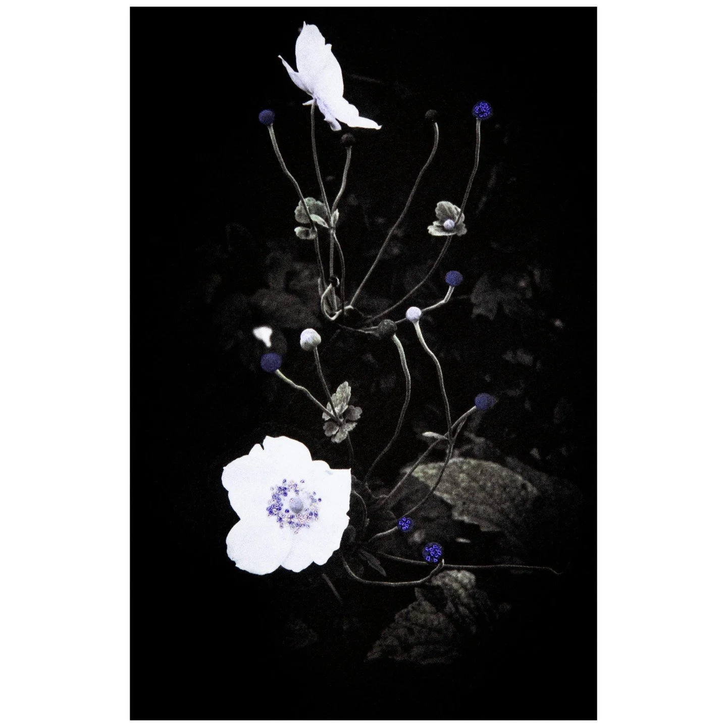 Bleu Anemone, s&eacute;rie Inflorescence &copy; Aim&eacute;e Hoving

Die Serie &laquo;Inflorescence&raquo; gleicht einem tiefschwarzen, poetischen Herbarium. Aim&eacute;e Hoving f&auml;ngt darin die fl&uuml;chtige Sch&ouml;nheit von Bl&uuml;ten wie A