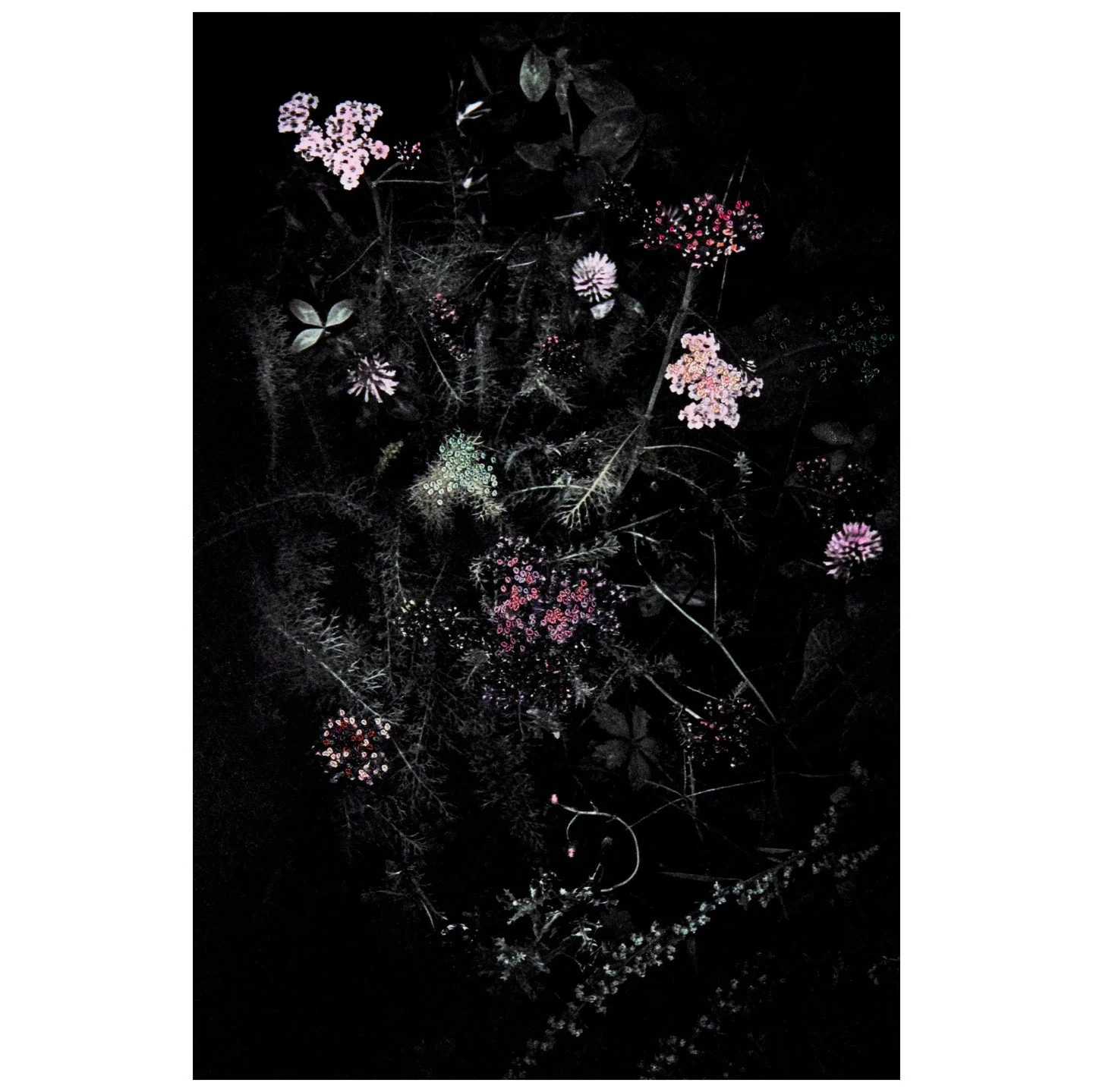 Flower bed with light pink Achillea, s&eacute;rie Inflorescence &copy; Aim&eacute;e Hoving

Die Serie &laquo;Inflorescence&raquo; gleicht einem tiefschwarzen, poetischen Herbarium. Aim&eacute;e Hoving f&auml;ngt darin die fl&uuml;chtige Sch&ouml;nhei