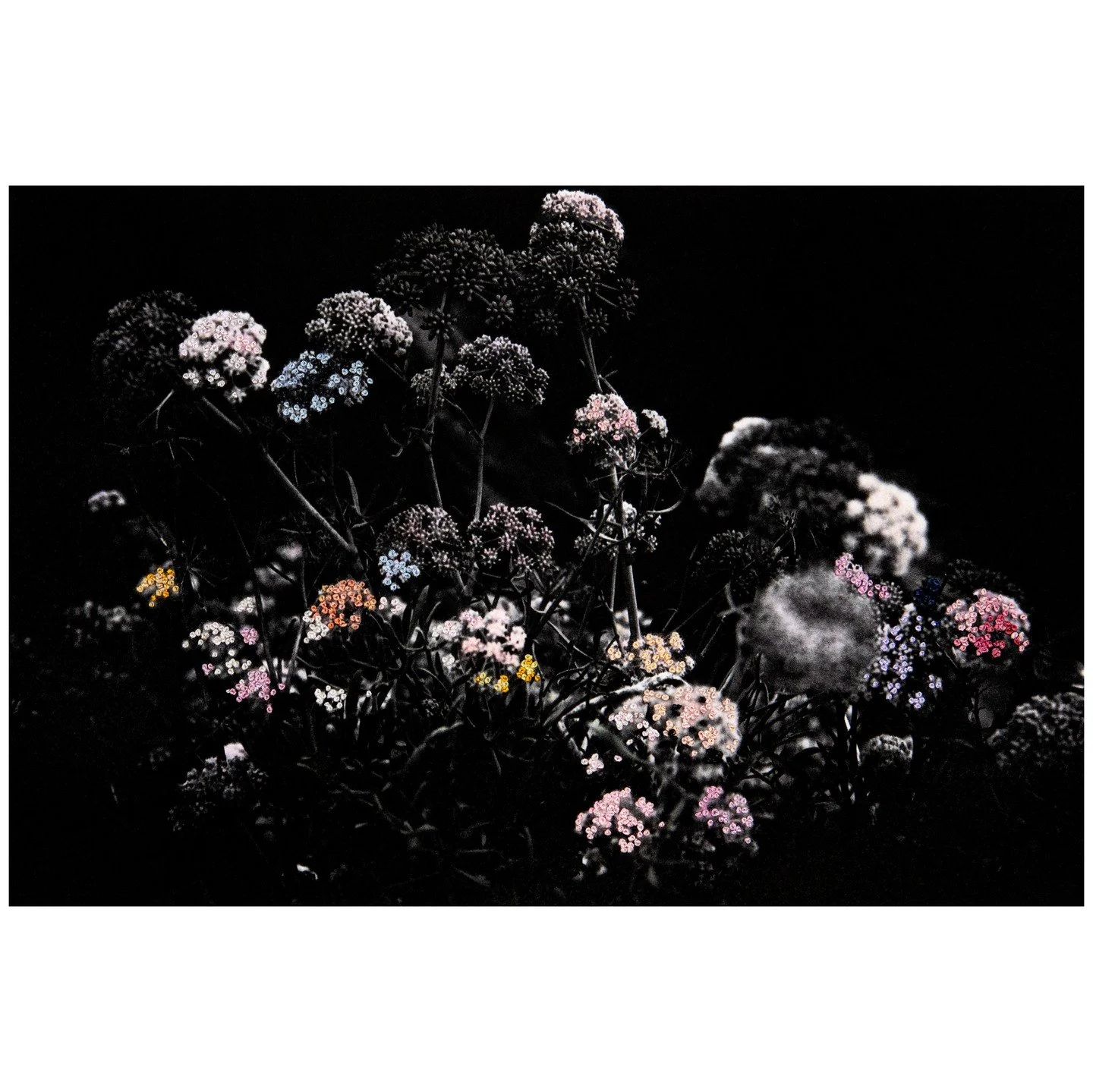 Little pastel Ferula, s&eacute;rie Inflorescence &copy; Aim&eacute;e Hoving

Die Serie &laquo;Inflorescence&raquo; gleicht einem tiefschwarzen, poetischen Herbarium. Aim&eacute;e Hoving f&auml;ngt darin die fl&uuml;chtige Sch&ouml;nheit von Bl&uuml;t