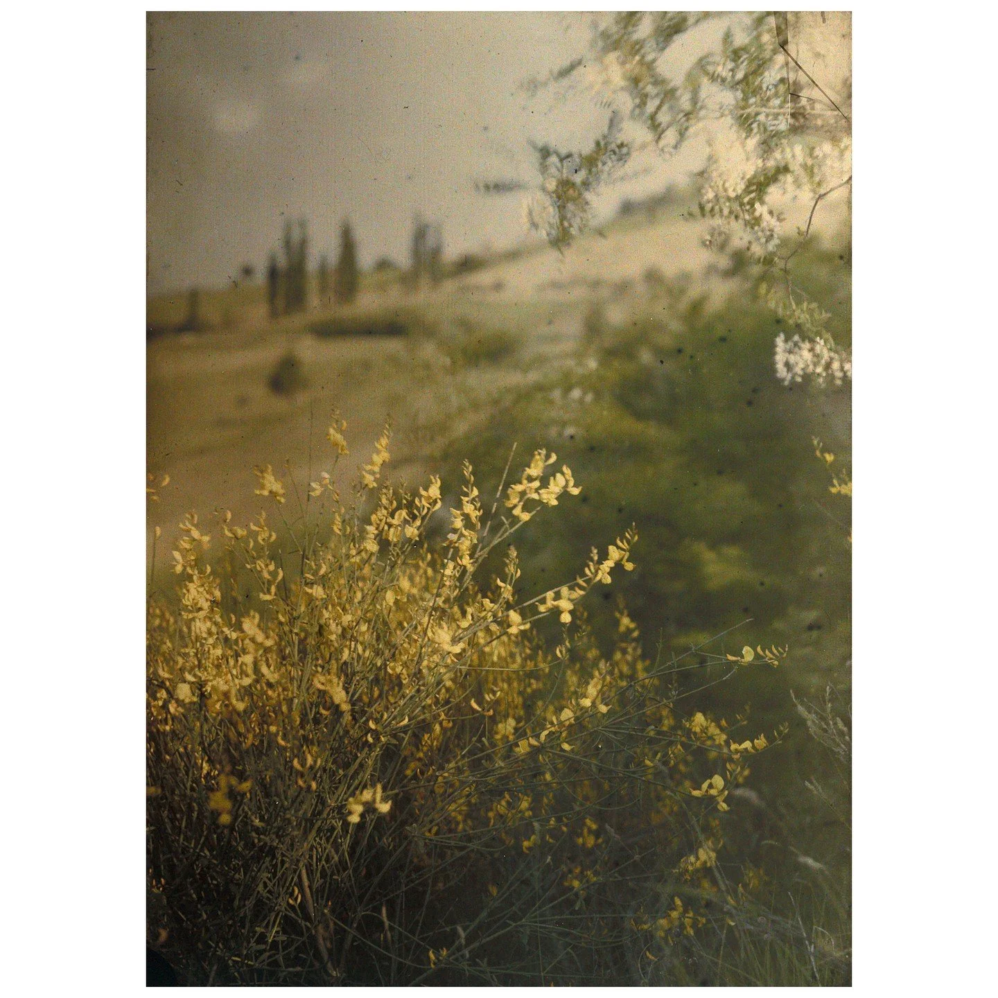 Anny Wild-Siber, Ginster, 1920&ndash;40er Jahre, gemeinfrei / Public Domain

Frauen. Fragen. Fotoarchive. 

Es ist eine stille, aber tiefgreifende Diskrepanz, die in den Speichern unserer Ged&auml;chtnisinstitutionen schlummert. Wer die Geschichte de