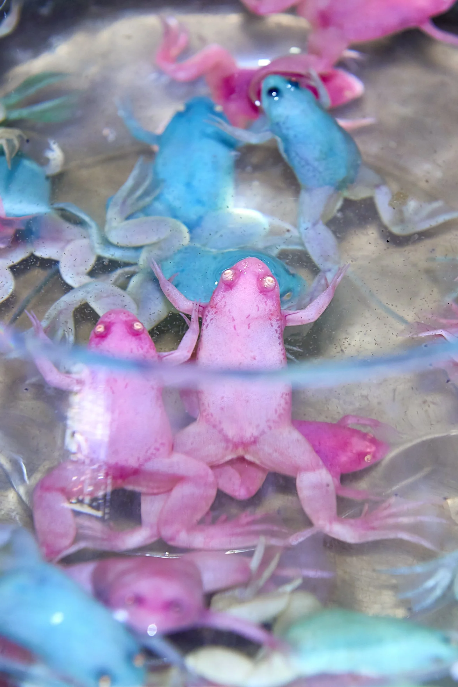 EXTRACT III - Pink als Sensor der Gesellschaft…