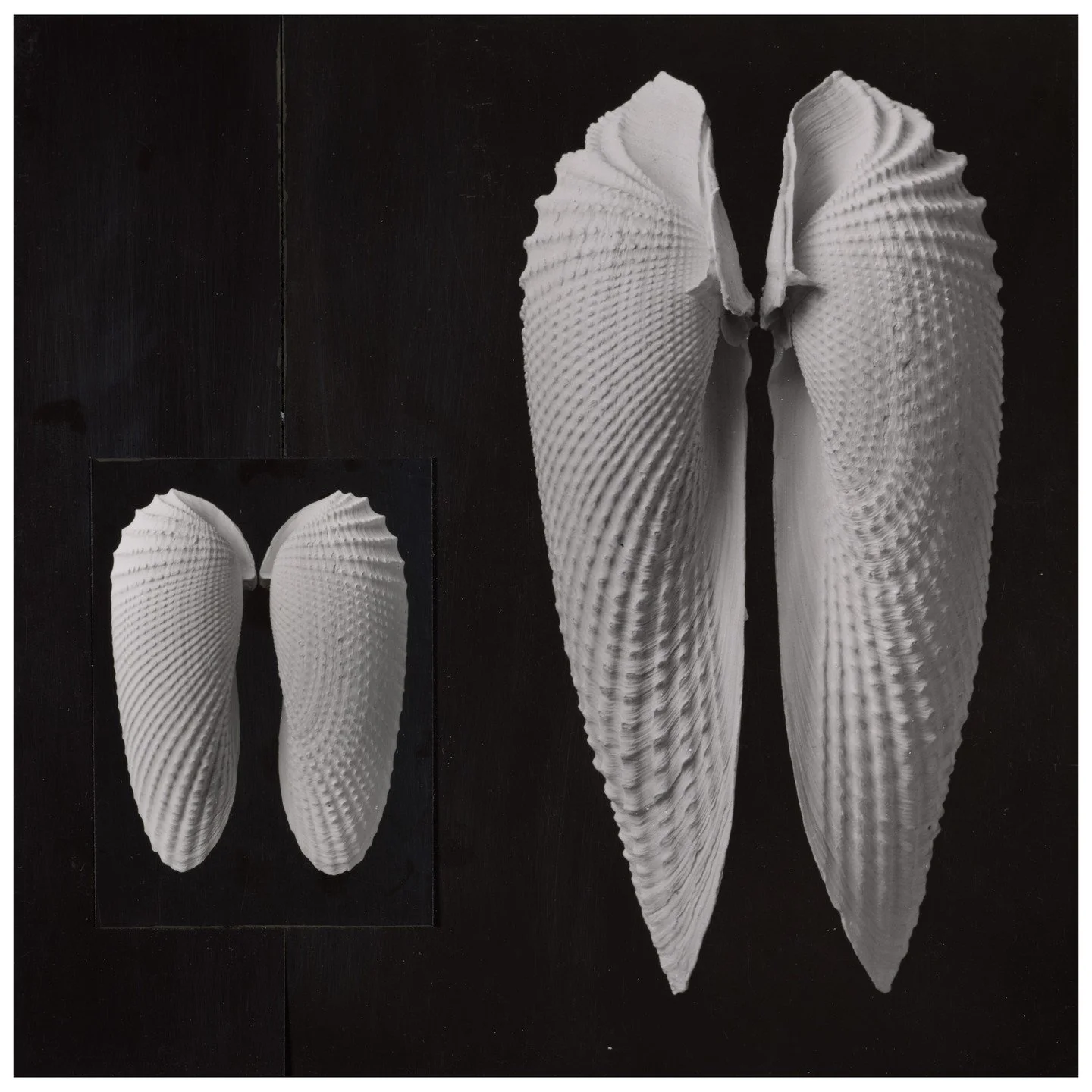 Leni Willimann-Th&ouml;ni, Muscheln (Barnea costata), ca. 1960 &copy; Leni Willimann-Th&ouml;ni / Fotostiftung Schweiz
Frauen. Fragen. Fotoarchive. 

Es ist eine stille, aber tiefgreifende Diskrepanz, die in den Speichern unserer Ged&auml;chtnisinsti