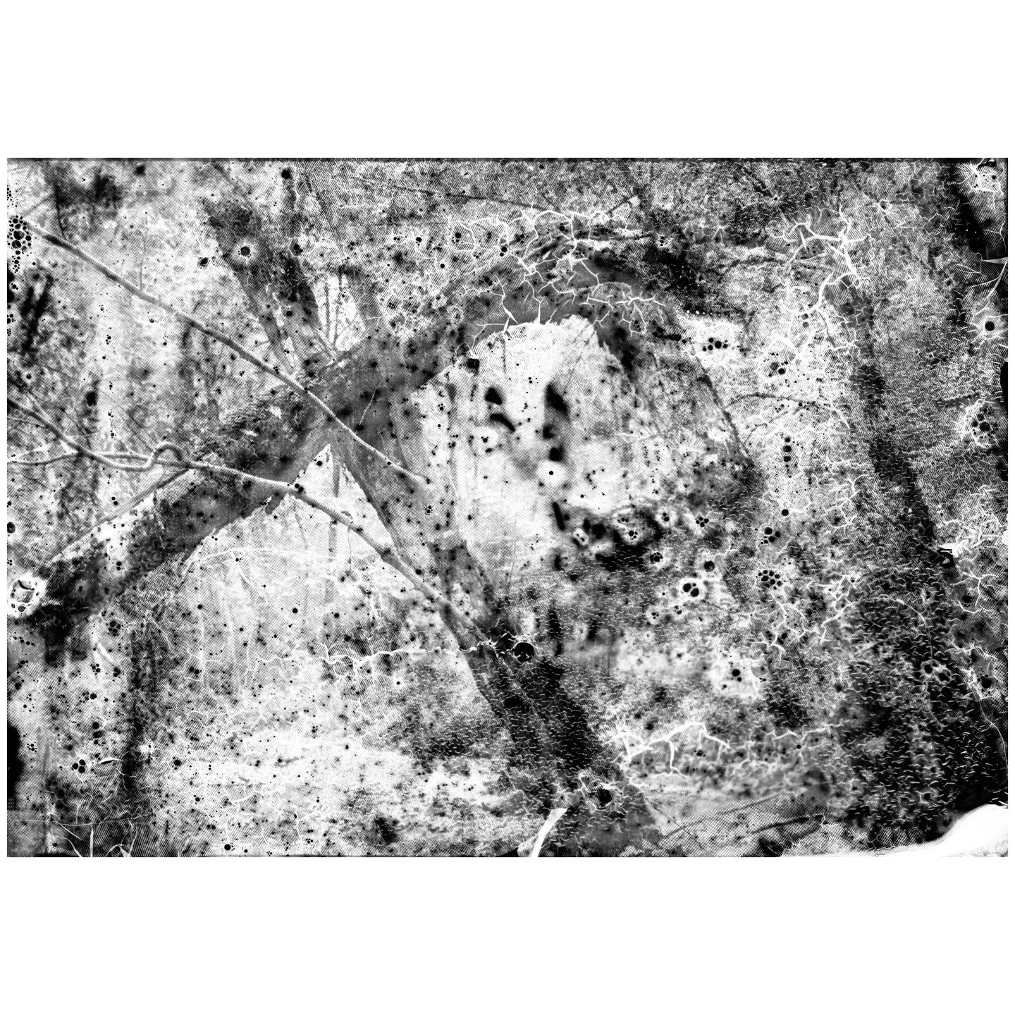 Ohne Titel, aus il uaul, 2022&ndash;2024 &copy; Ester Vonplon

Die Serie &laquo;il uaul&raquo; (r&auml;toromanisch f&uuml;r &laquo;der Wald&raquo;) dokumentiert die unwegsame Auenlandschaft Ogna da Pardiala in der Surselva. Mit einer analogen Grossfo