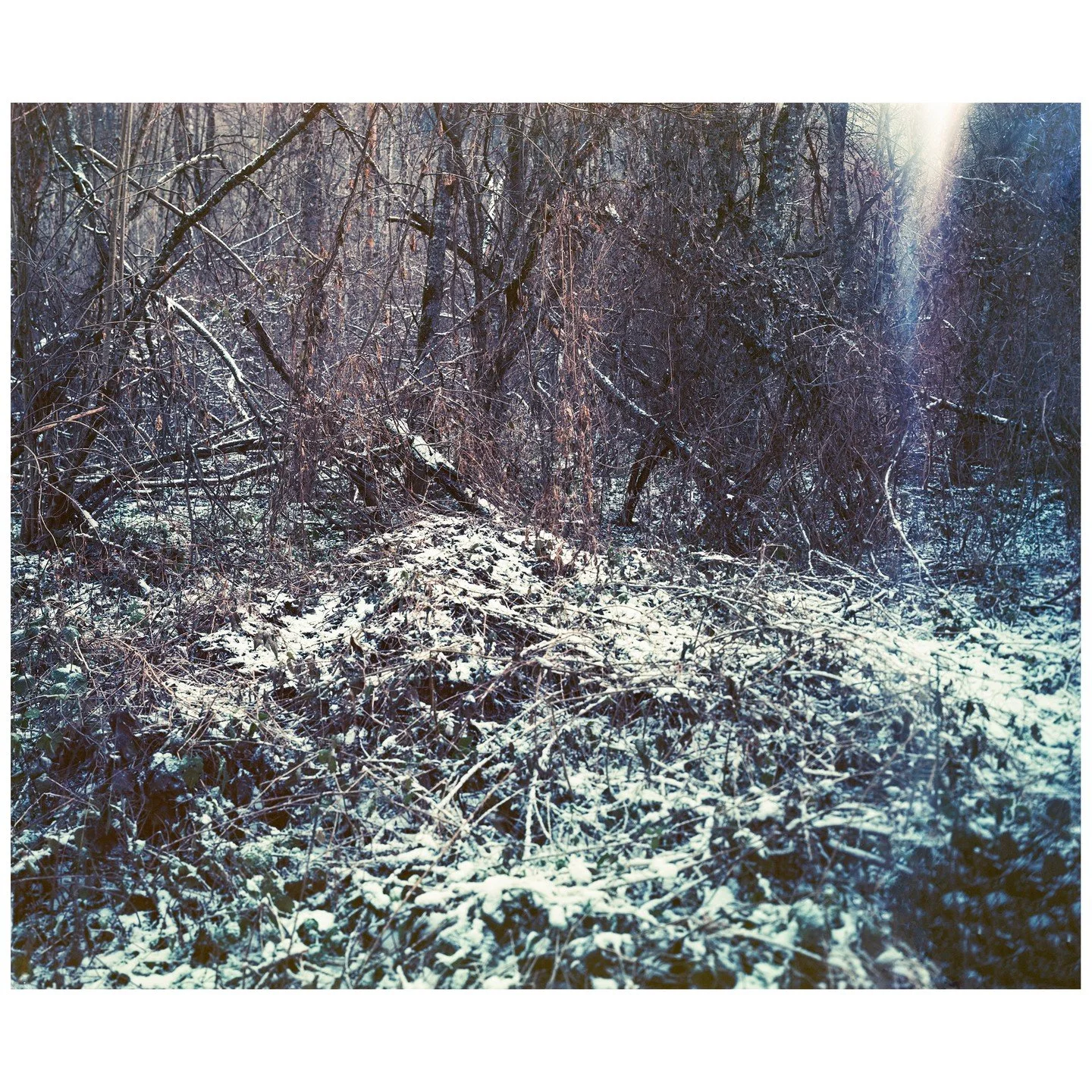 Ohne Titel, aus il uaul, 2022&ndash;2024 &copy; Ester Vonplon

Die Serie &laquo;il uaul&raquo; (r&auml;toromanisch f&uuml;r &laquo;der Wald&raquo;) dokumentiert die unwegsame Auenlandschaft Ogna da Pardiala in der Surselva. Mit einer analogen Grossfo