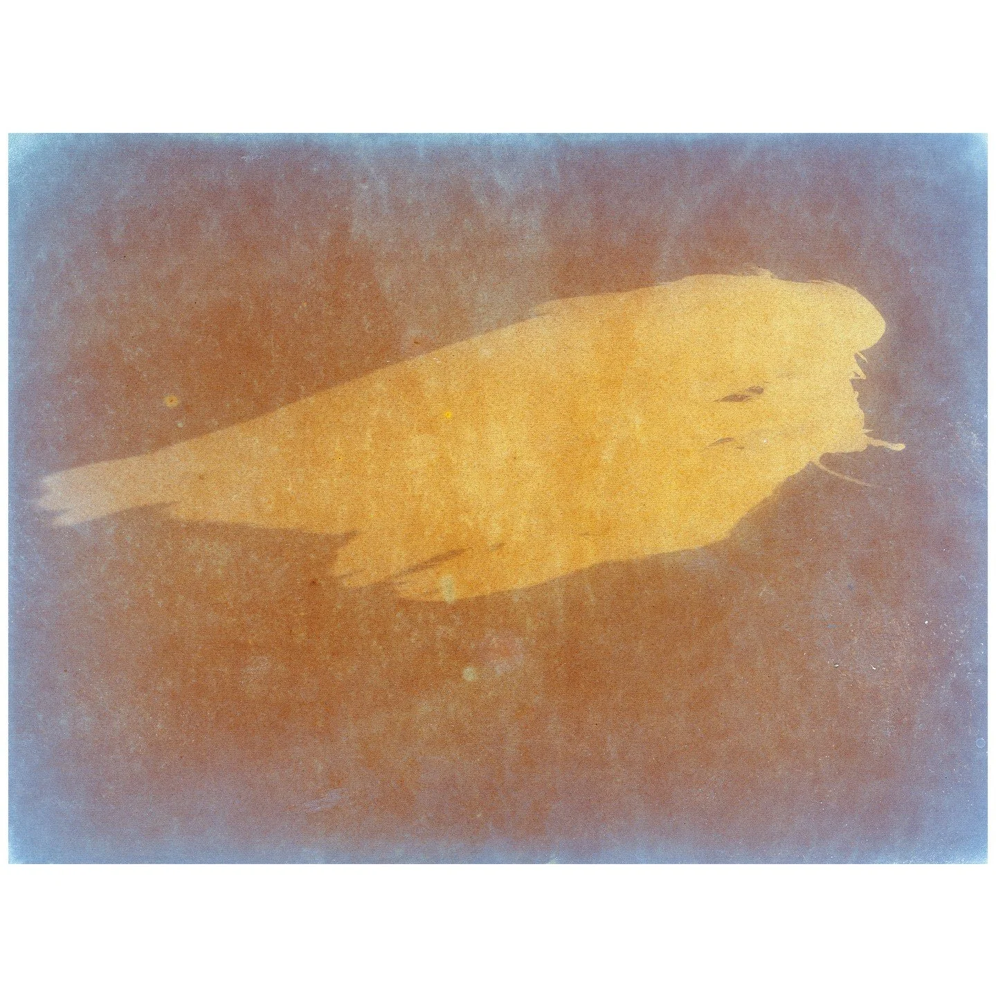 Ohne Titel, aus Fl&uuml;gelschlag, 2020&ndash;2024 &copy; Ester Vonplon

Was diese Bilder so eindringlich macht, ist die Verbindung aus achtsamer Beobachtung und radikalem fotografischem Experiment. In der titelgebenden Serie &laquo;Fl&uuml;gelschlag