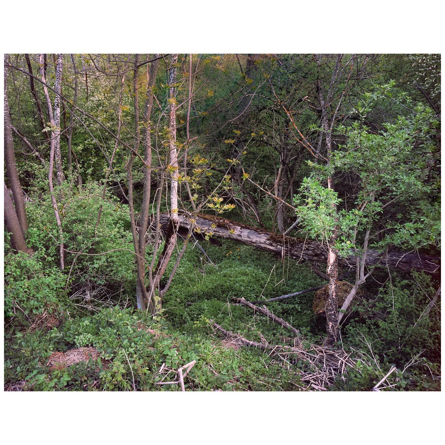 Ohne Titel, aus il uaul, 2022&ndash;2024 &copy; Ester Vonplon

Die Serie &laquo;il uaul&raquo; (r&auml;toromanisch f&uuml;r &laquo;der Wald&raquo;) dokumentiert die unwegsame Auenlandschaft Ogna da Pardiala in der Surselva. Mit einer analogen Grossfo