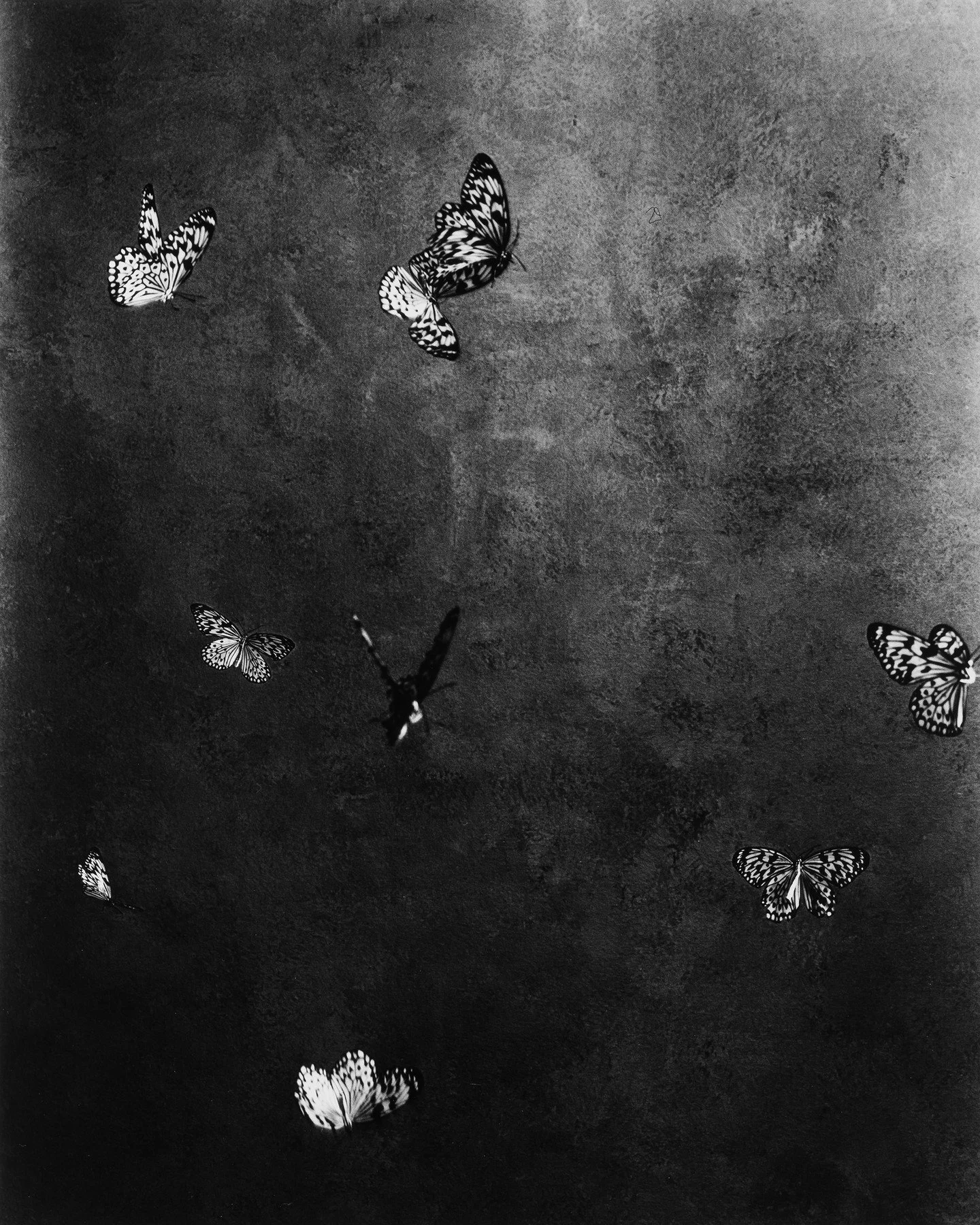 Paper Kite Dance, 2021 &copy; Kim Schwanhaeusser

Die Unendlichkeit im Augenblick: Sehnsucht und Nostalgie

In der zeitgen&ouml;ssischen Fotografie ist die Entscheidung f&uuml;r das Analoge ein Bekenntnis zum Handwerk. Doch was Kim Schwanhaeusser aus