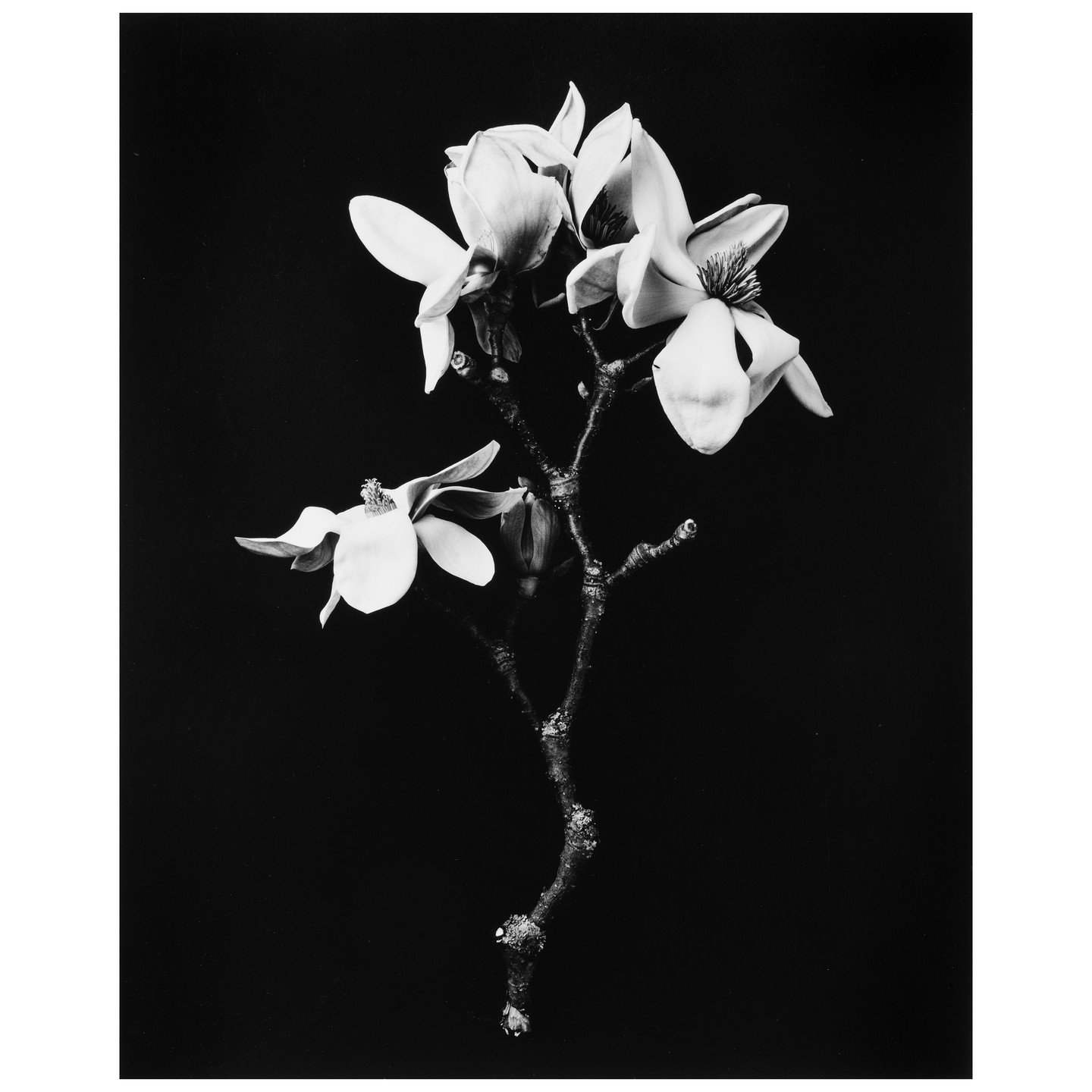 Magnolia &copy; Kim Schwanhaeusser

Die Unendlichkeit im Augenblick: Sehnsucht und Nostalgie

In der zeitgen&ouml;ssischen Fotografie ist die Entscheidung f&uuml;r das Analoge ein Bekenntnis zum Handwerk. Doch was Kim Schwanhaeusser auszeichnet, ist 