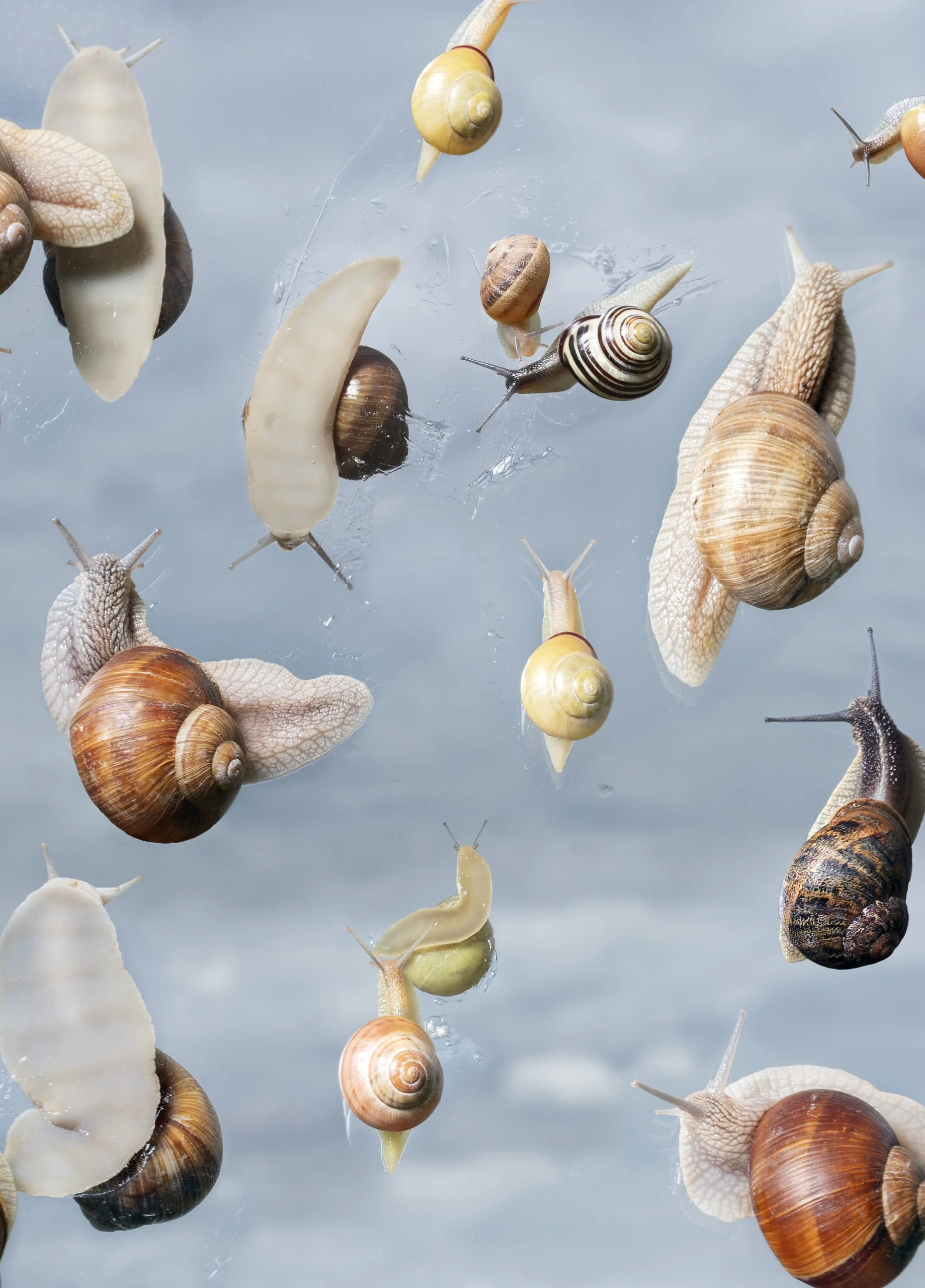 Die Zähmung des Ungezähmten: Laurence Kubskis SAUVAGES...