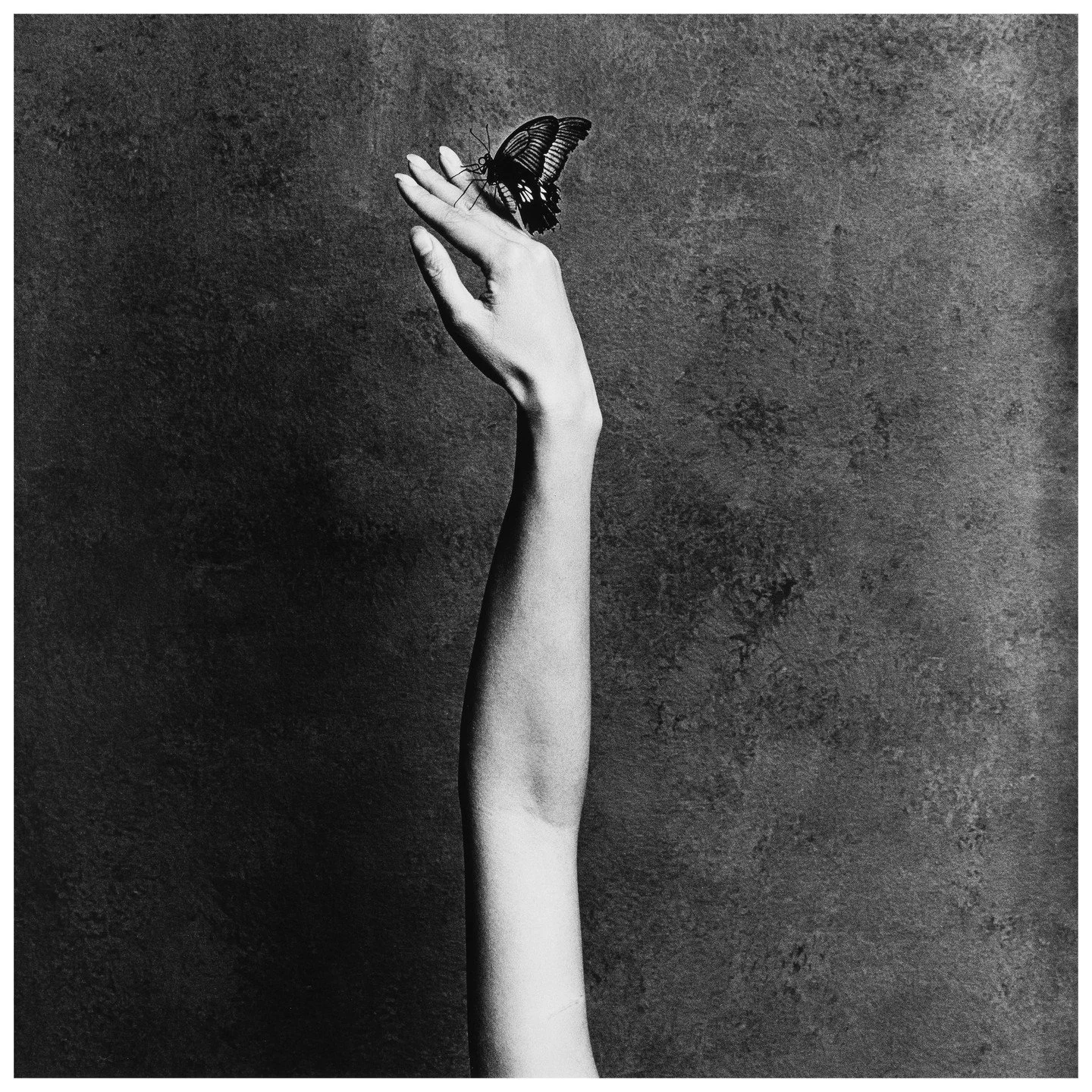 Papilio memnon &copy; Kim Schwanhaeusser

Die Unendlichkeit im Augenblick: Sehnsucht und Nostalgie

In der zeitgen&ouml;ssischen Fotografie ist die Entscheidung f&uuml;r das Analoge ein Bekenntnis zum Handwerk. Doch was Kim Schwanhaeusser auszeichnet