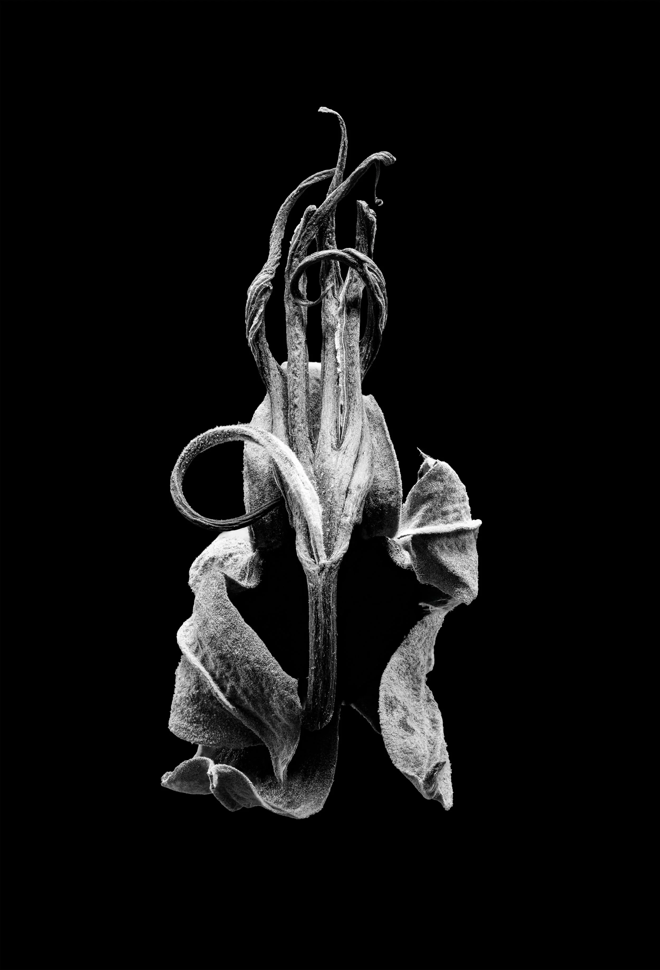 «Flora Humana»: Natur als Skulptur...