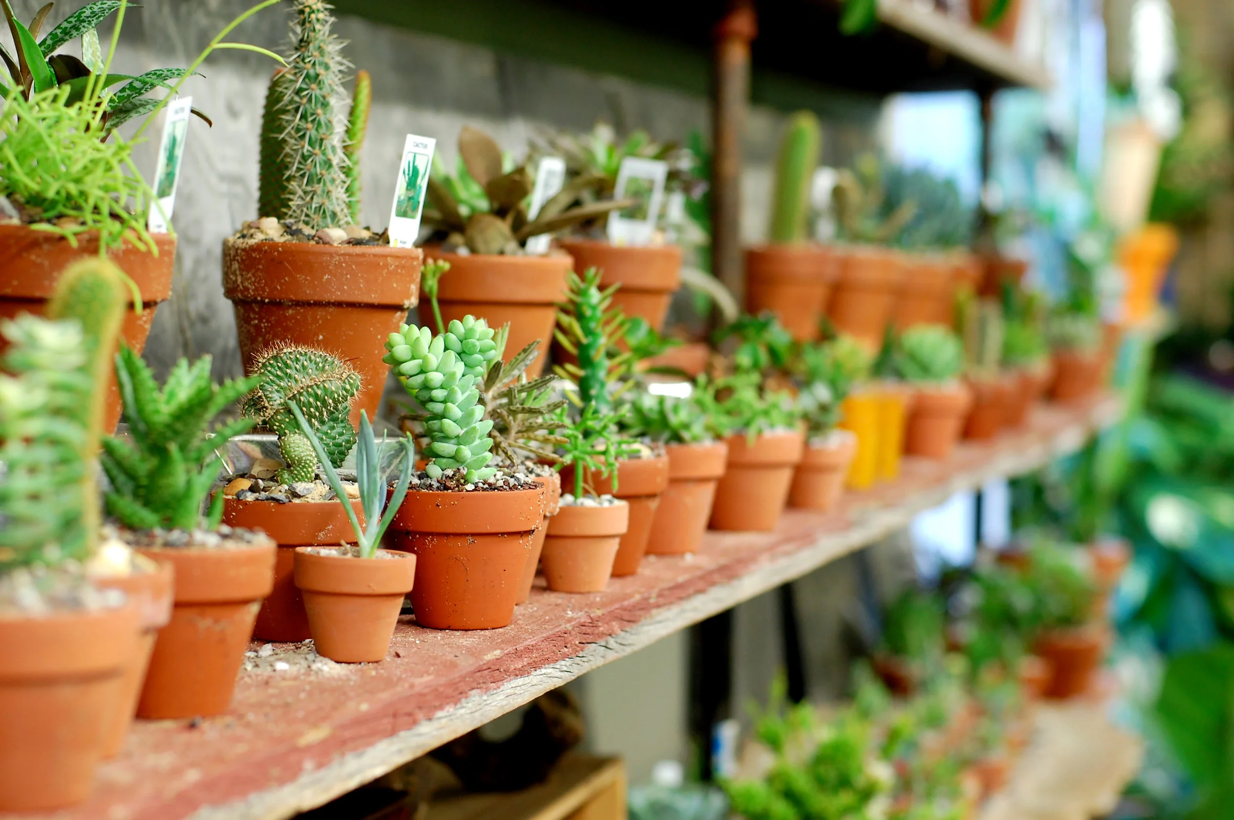 urbanjungle_succulents_2018.jpg