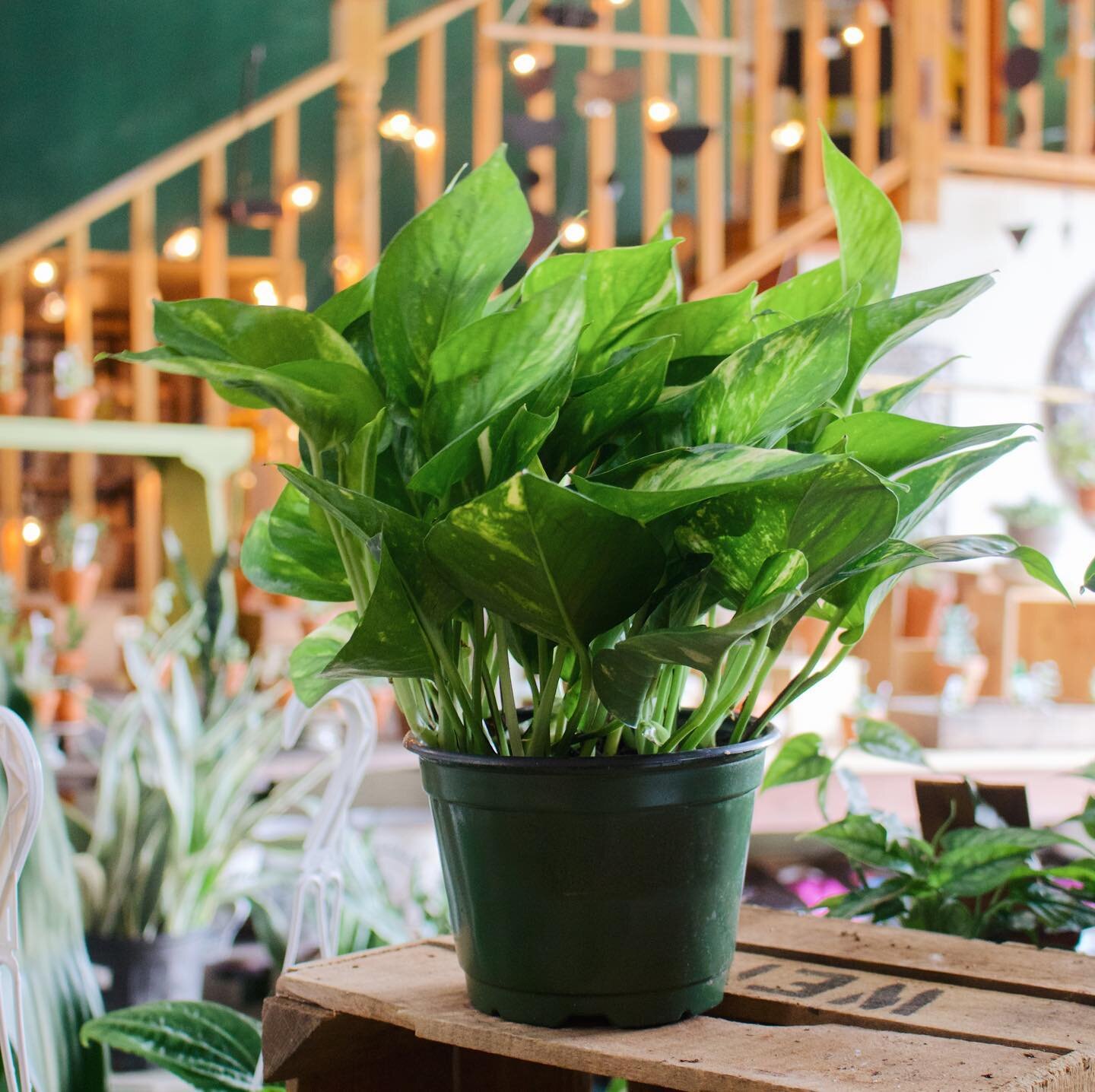 It&rsquo;s time to introduce our plant of the week: the Golden Pothos! 🪴

The #goldenpothos is a basic houseplant yet a staple for most plant parents because of its&rsquo; tolerant and adaptable nature. A great beginner plant, Pothos are even common