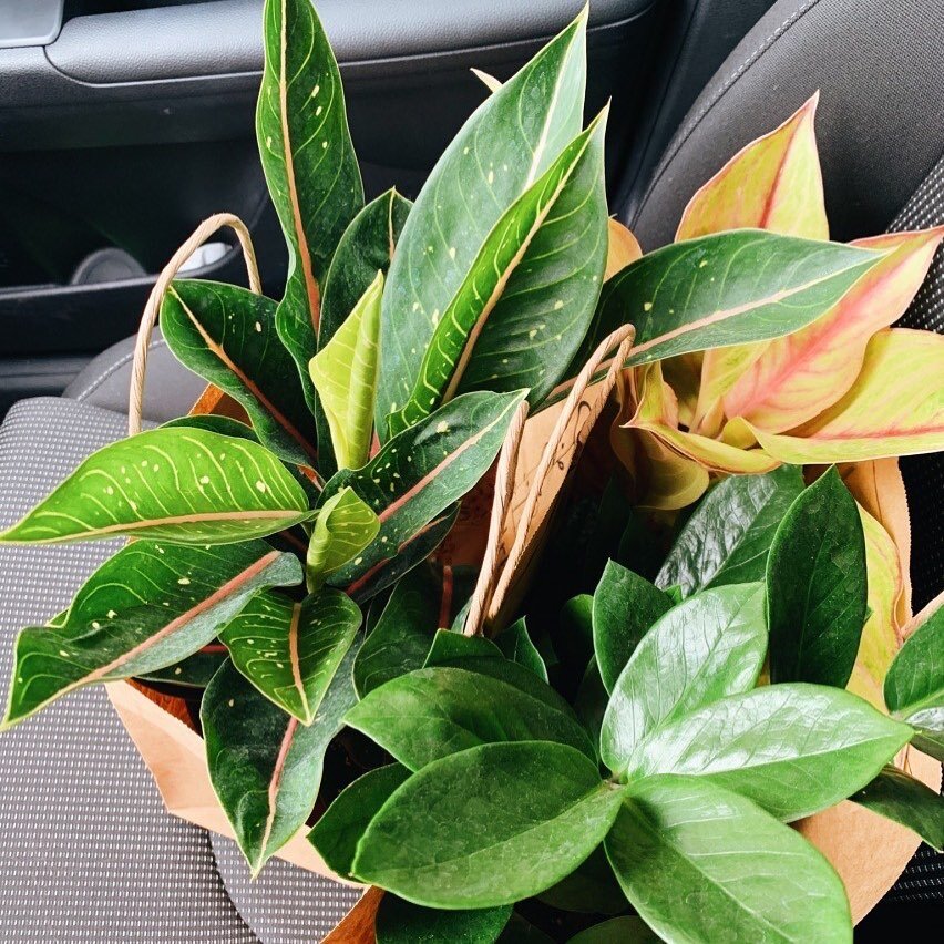 Plant parents, with this heatwave upon us, we're due for an important reminder: don't leave your plants in a hot car! ☀️🚗 

Our plants are living things, which means too much direct sunlight and extreme heat can have fatal consequences. Extreme heat